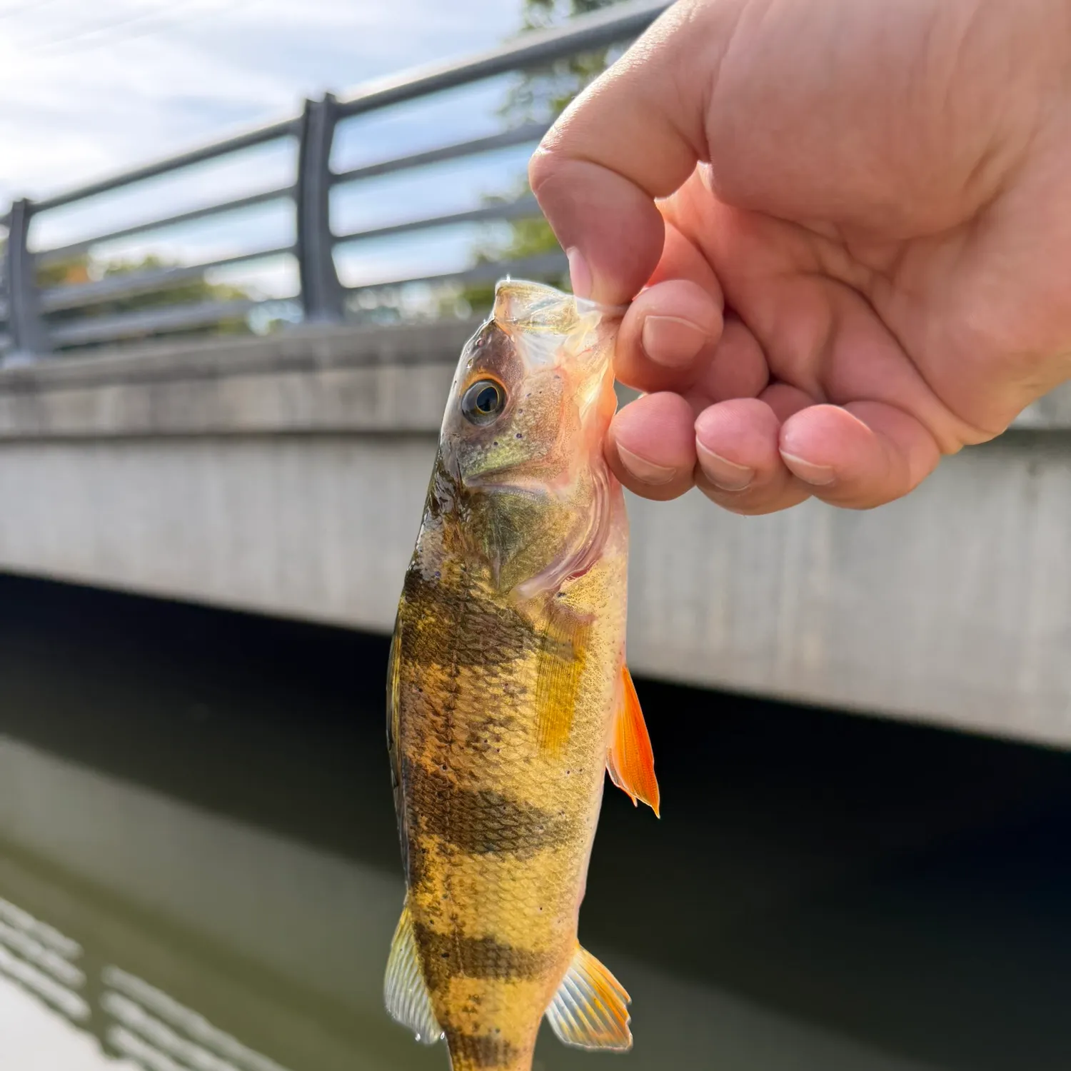 Yellow perch caught on Fishbrain