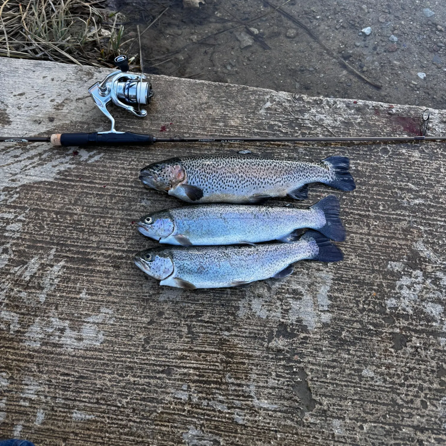 recently logged catches