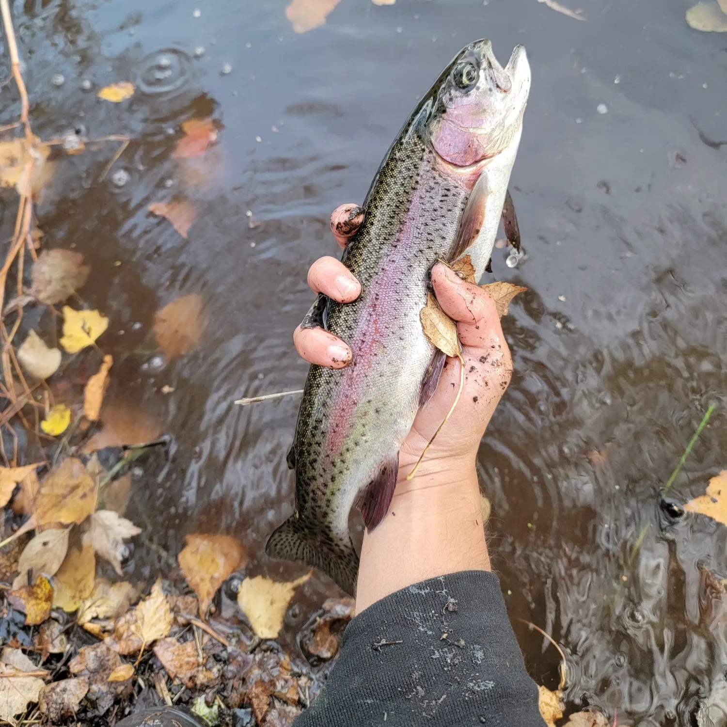 Rainbow trout caught on Fishbrain