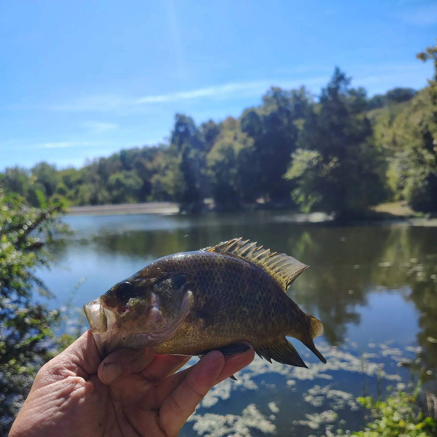 Rock bass caught on Fishbrain