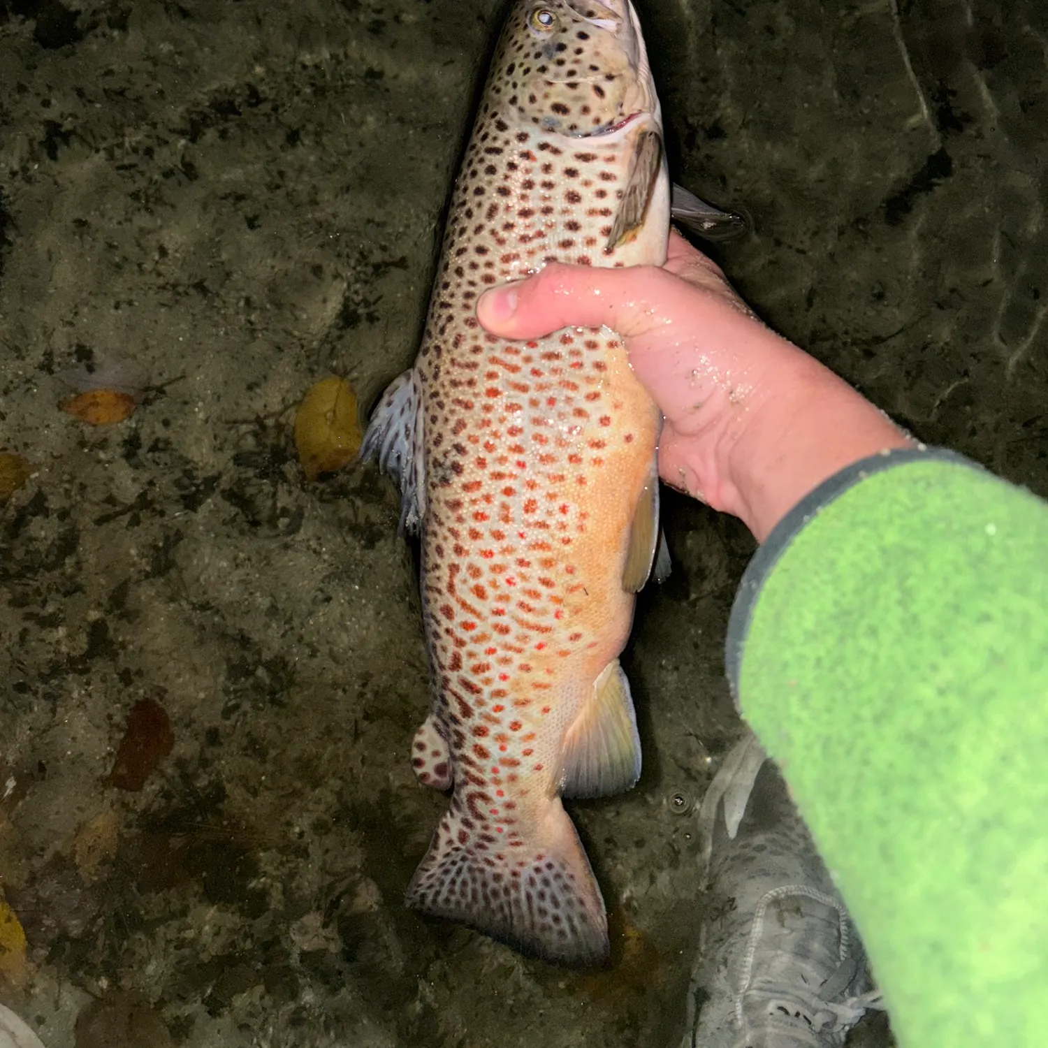 Brown trout caught on Fishbrain
