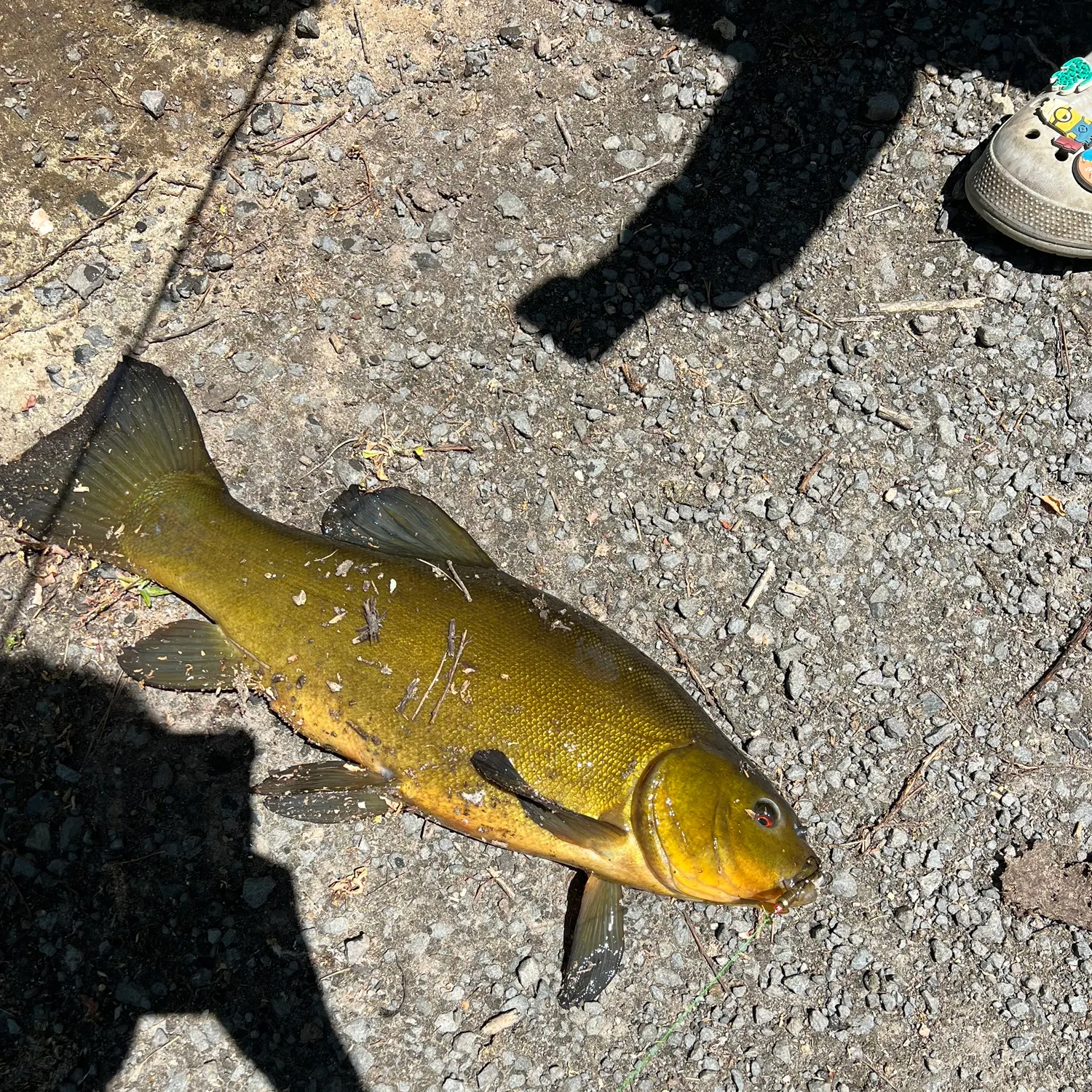 The most recent Tench catches on Fishbrain
