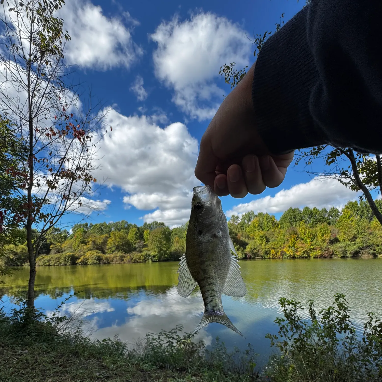 White crappie caught on Fishbrain