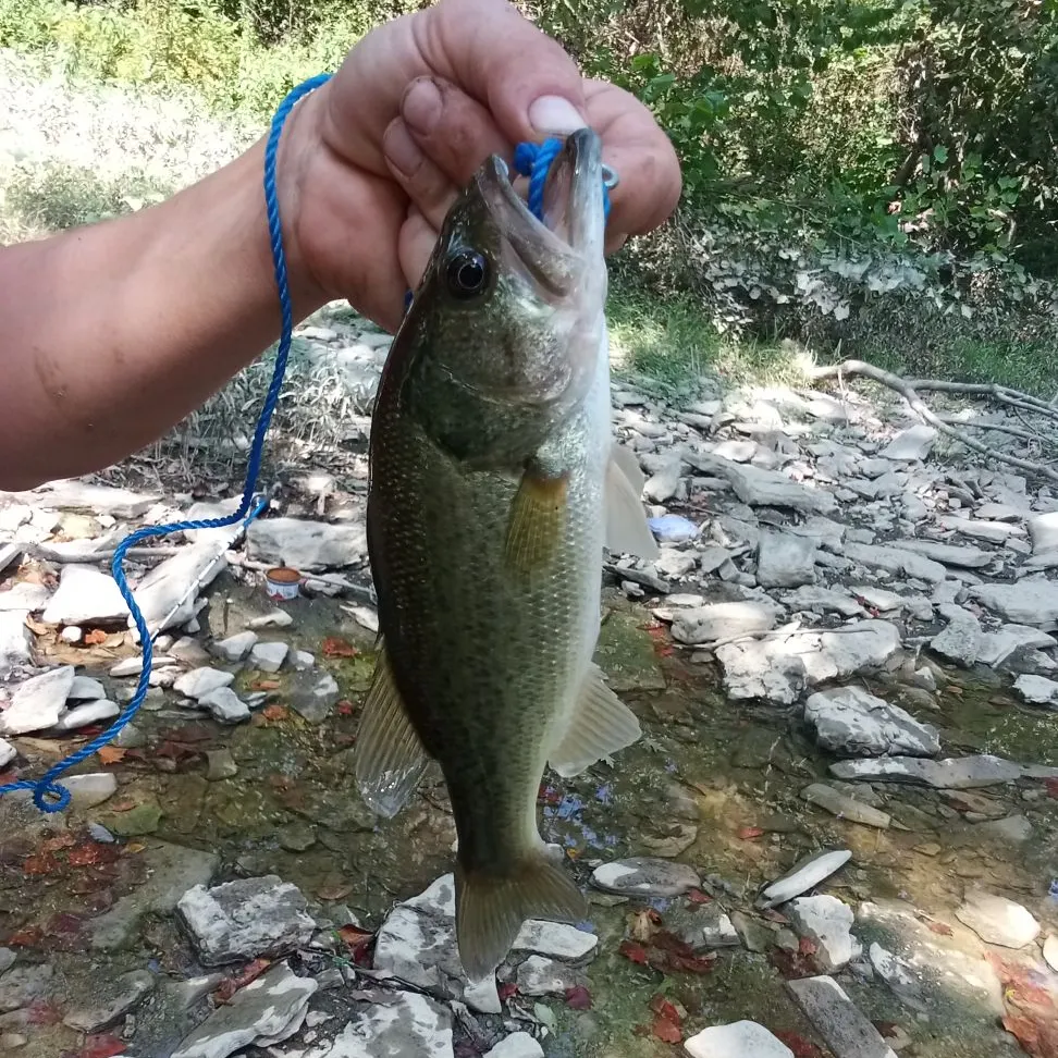 Fish caught on Fishbrain