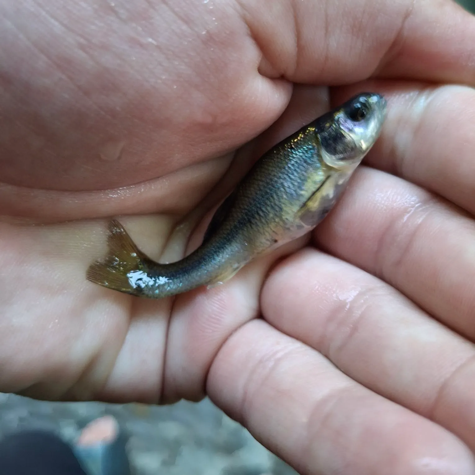 The most recent Fathead minnow catches on Fishbrain