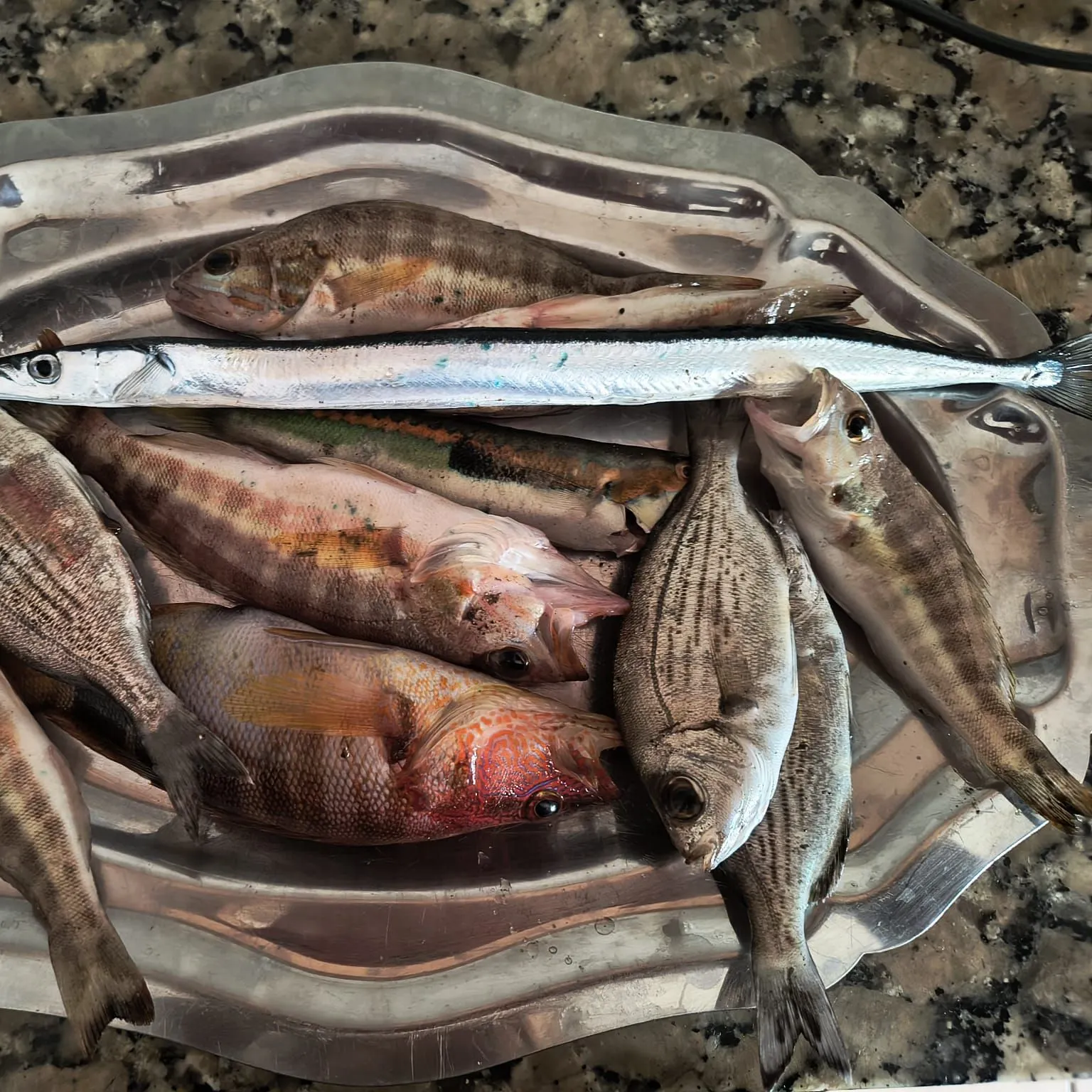 The most recent European garfish catches on Fishbrain