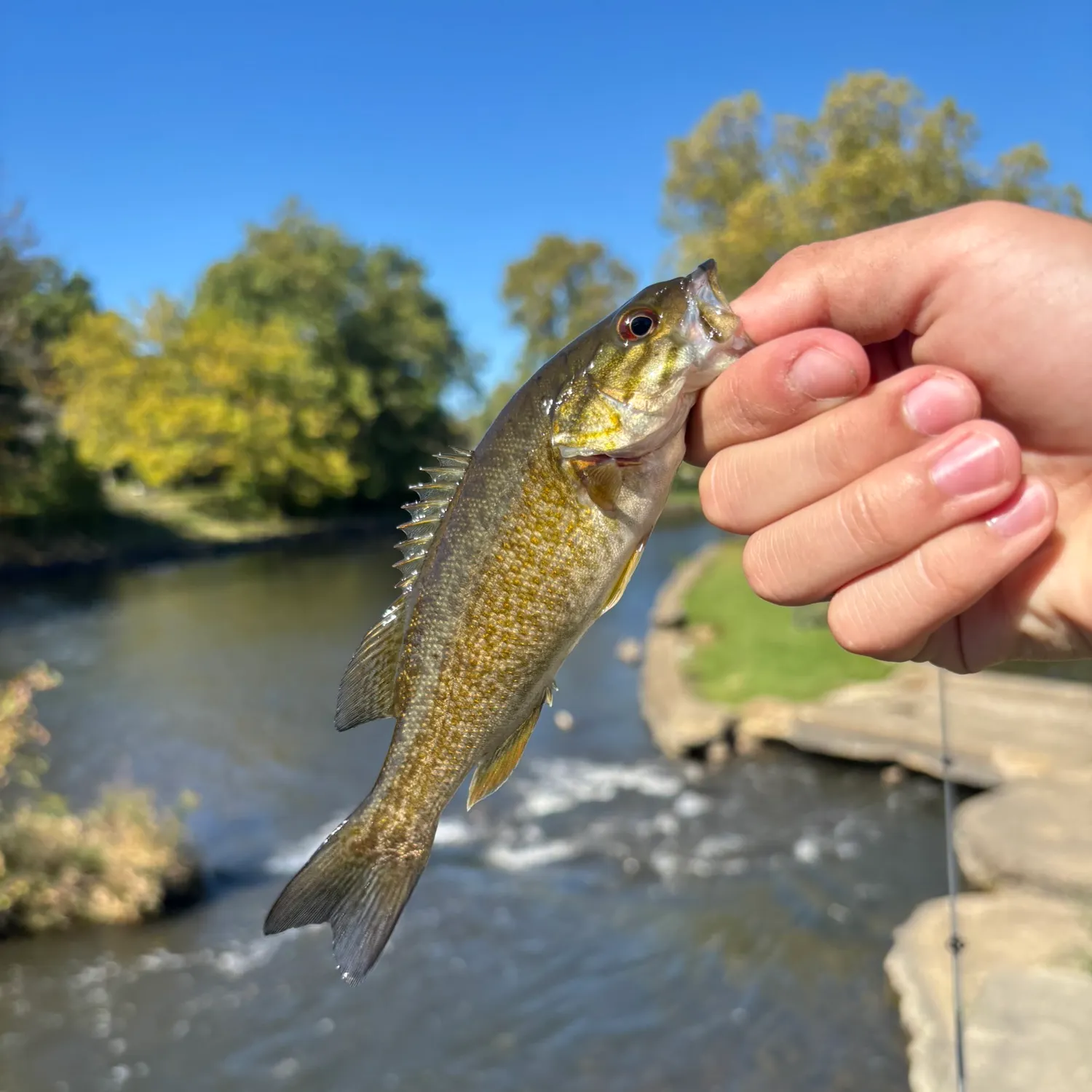 Smallmouth bass caught on Fishbrain