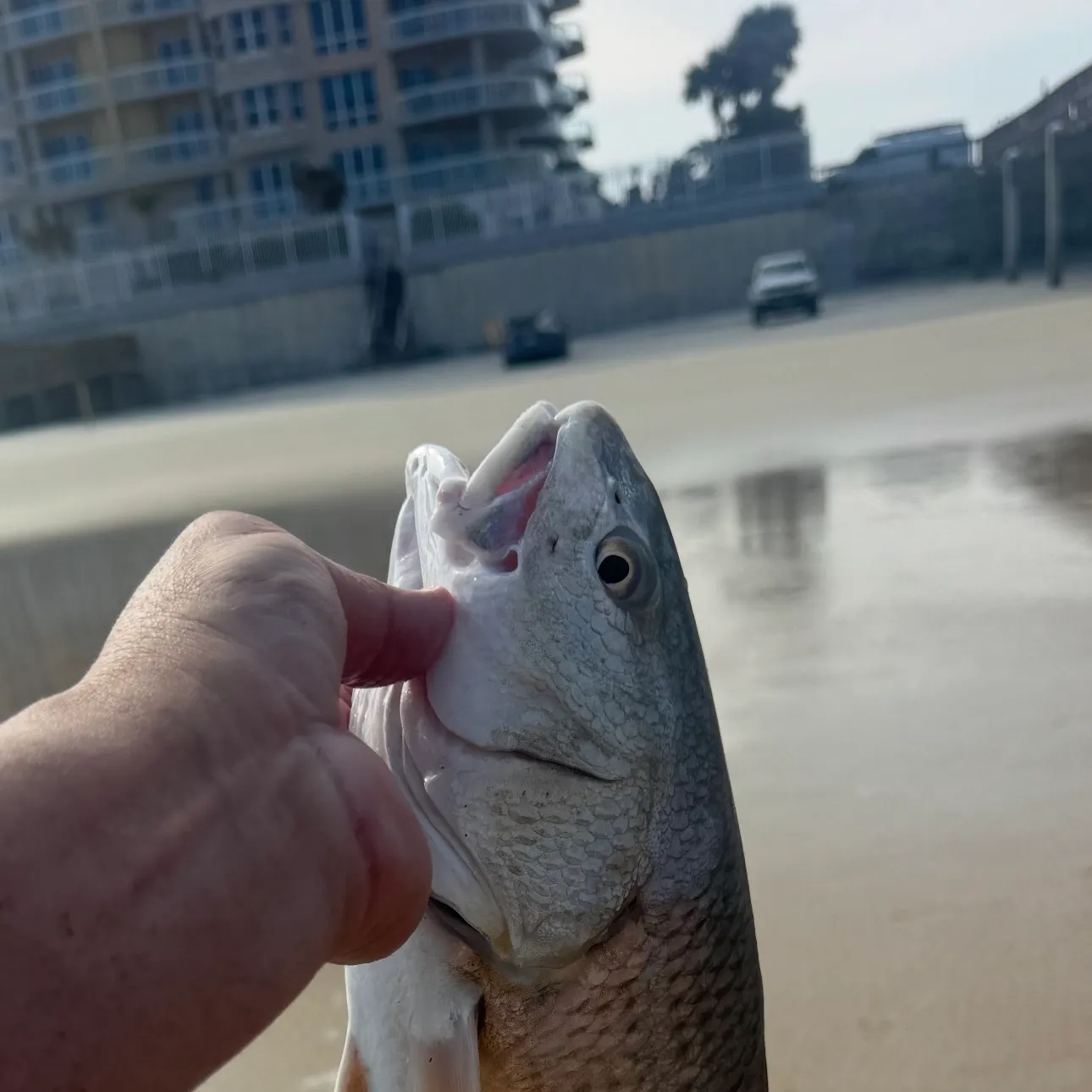Red drum caught on Fishbrain