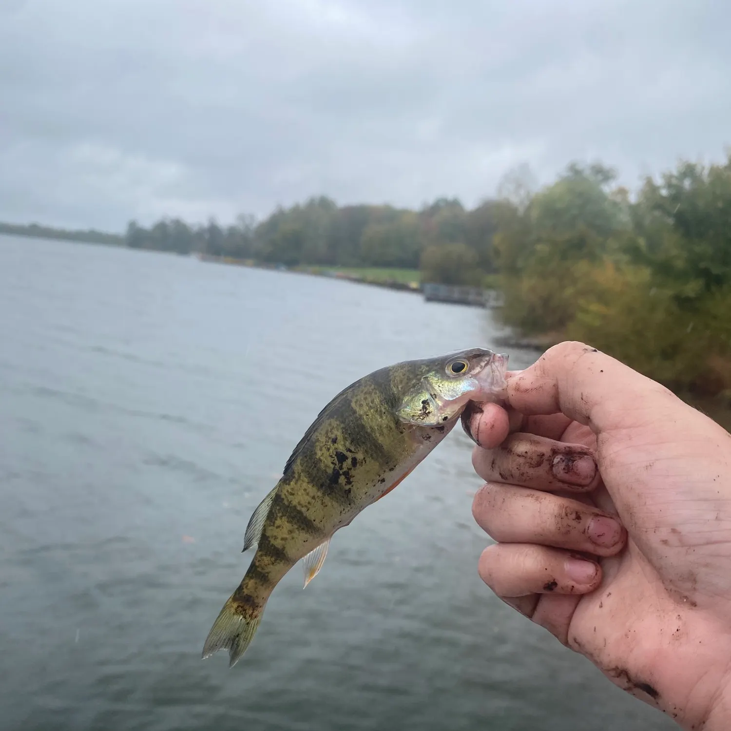 Yellow perch caught on Fishbrain