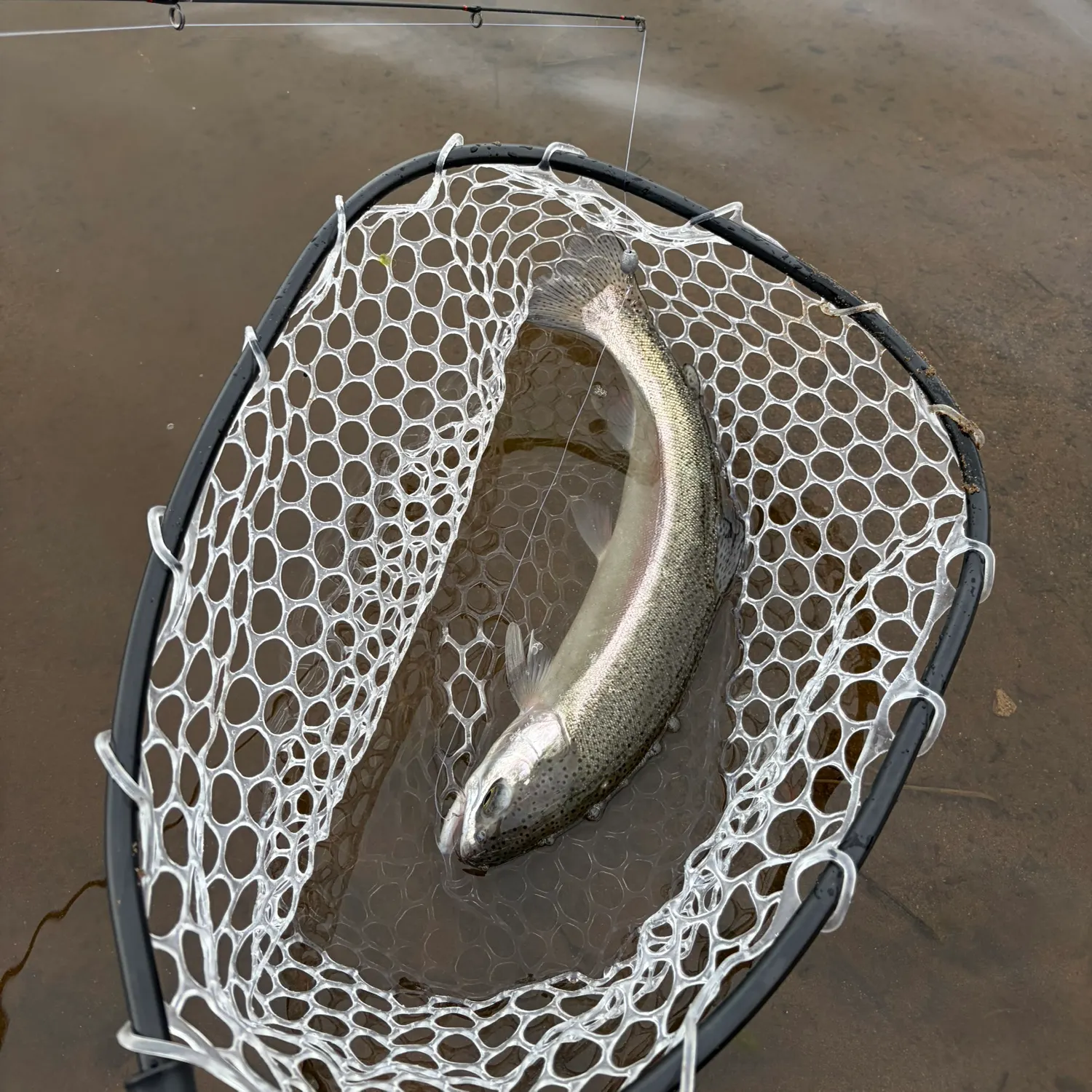 Rainbow trout caught on Fishbrain