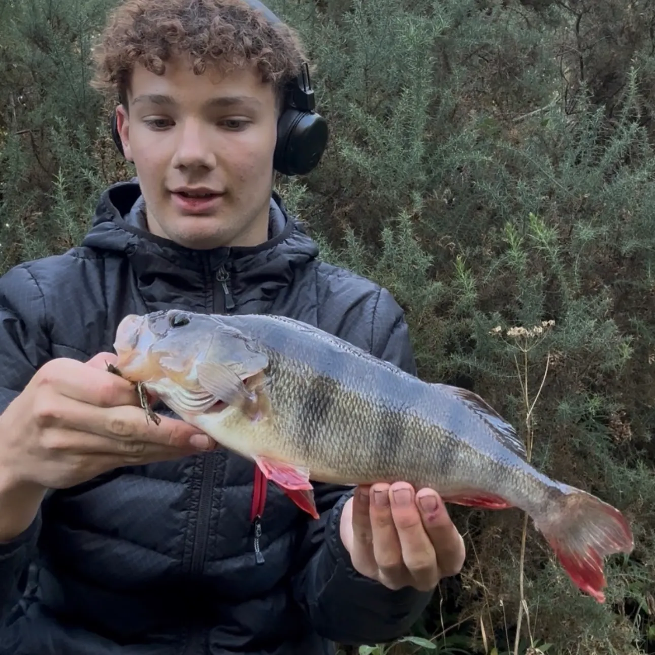 European perch caught on Fishbrain