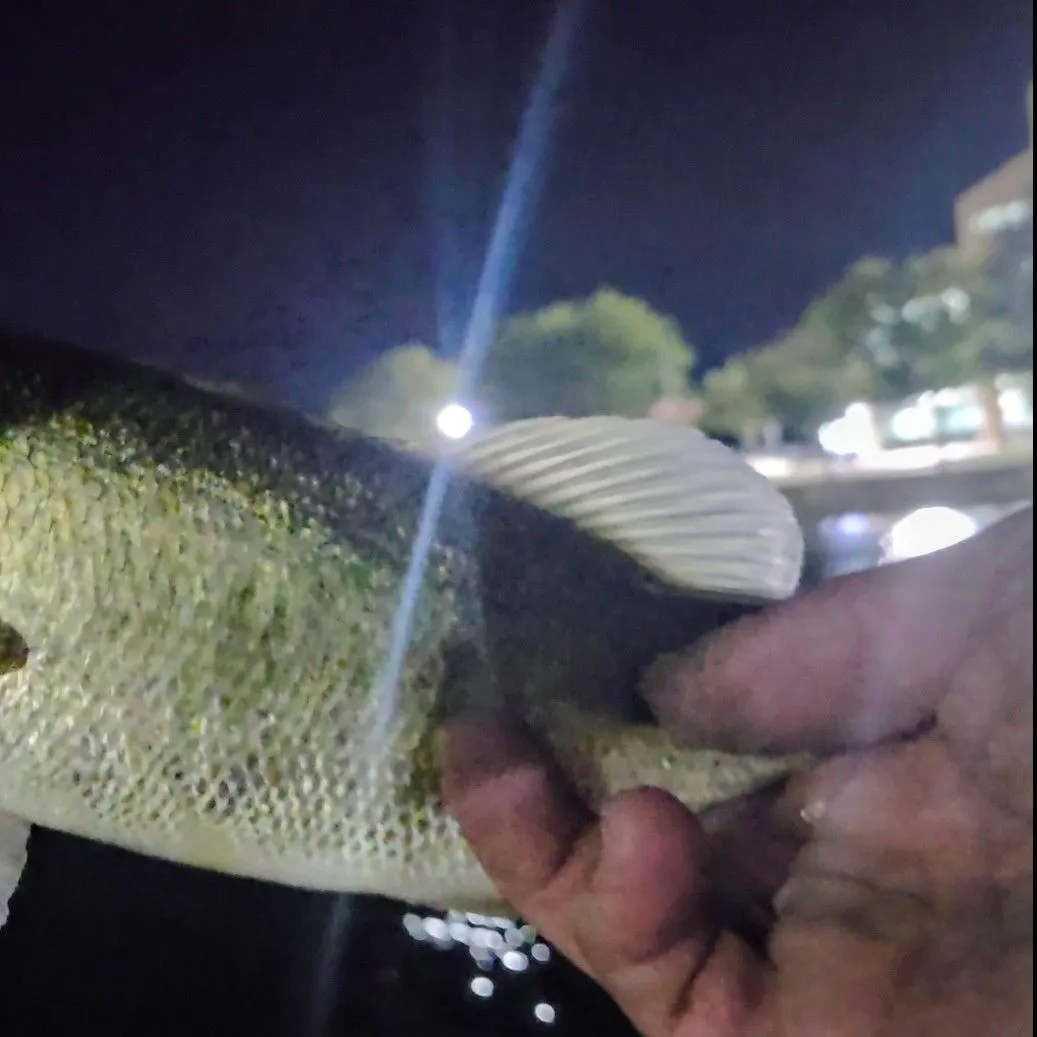 Largemouth bass caught on Fishbrain