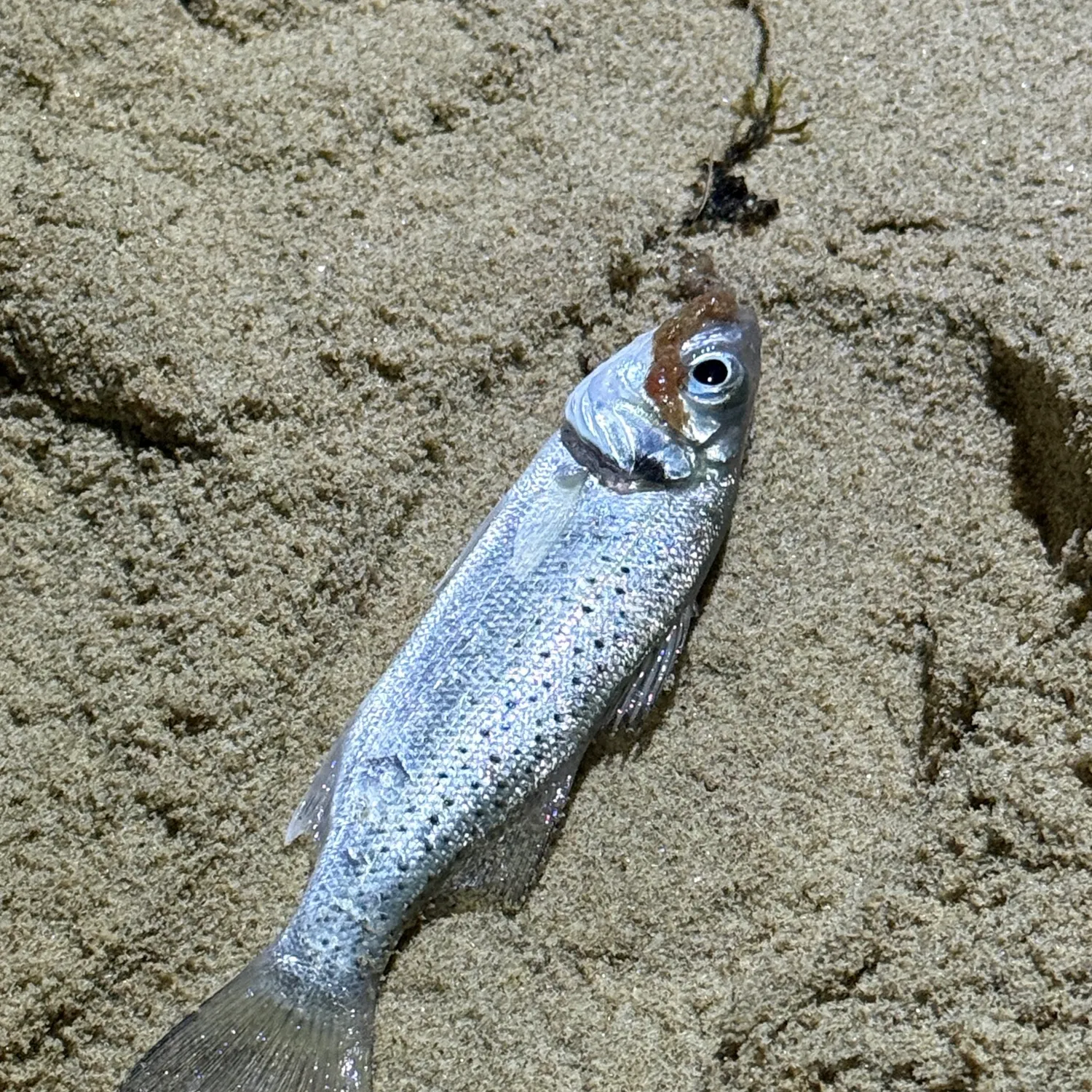 The most recent Spotted seabass catches on Fishbrain