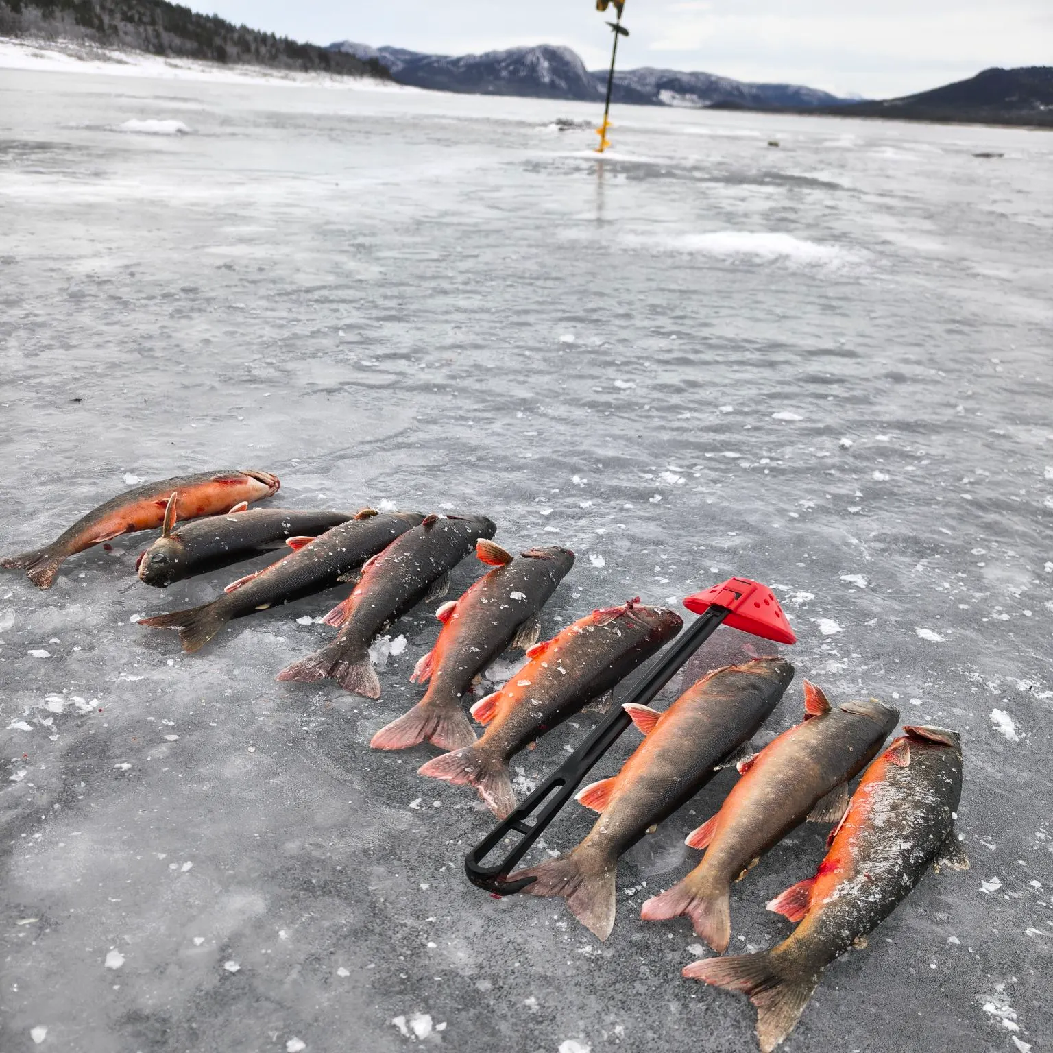 The most recent Arctic char catches on Fishbrain