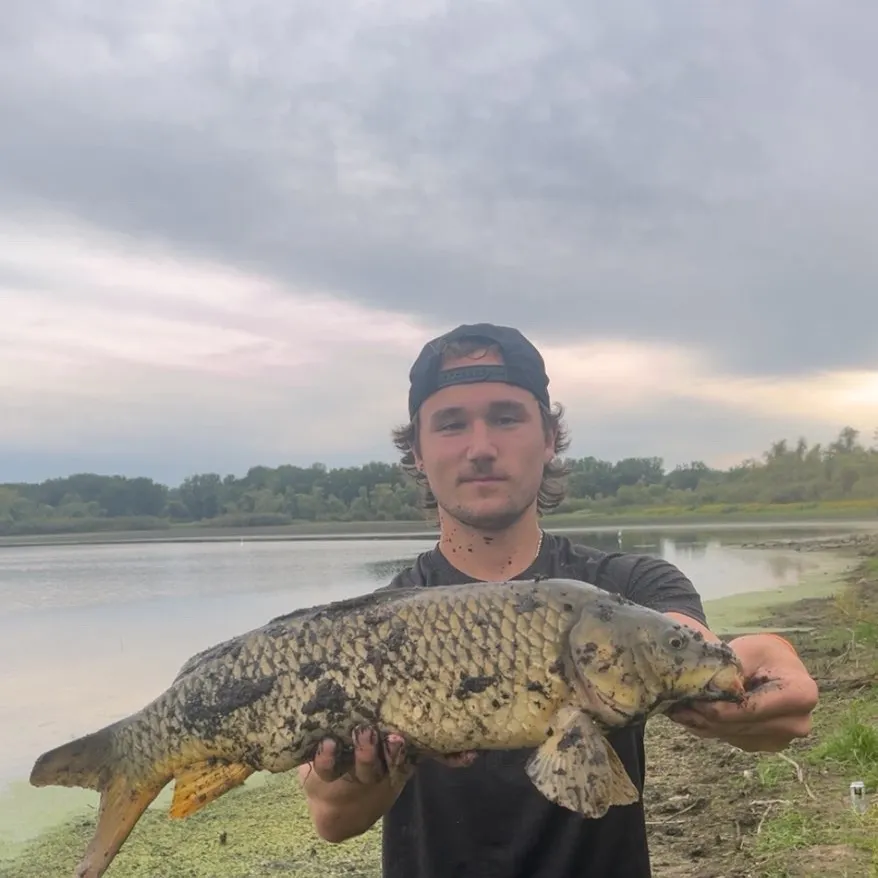 Common carp caught on Fishbrain
