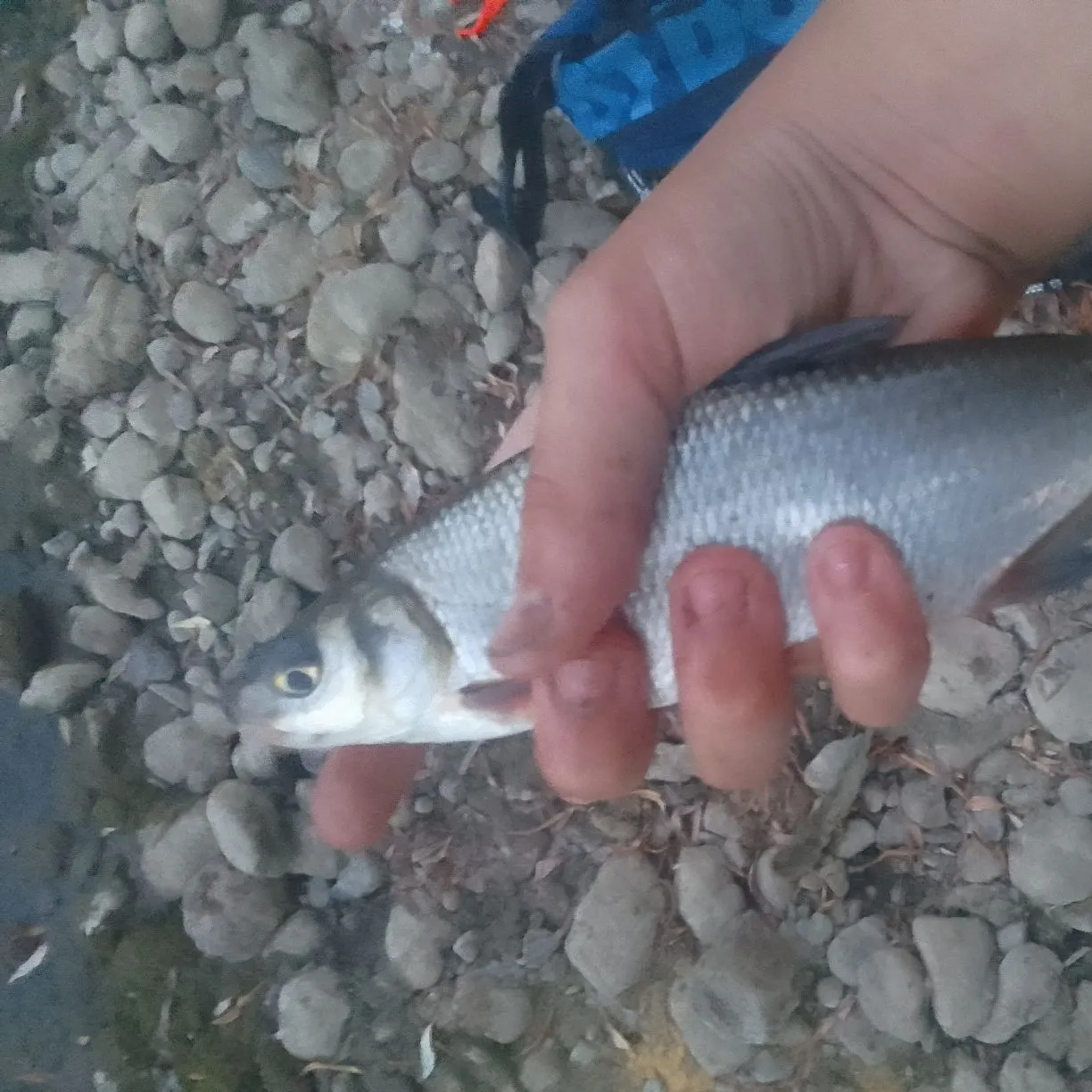 The most recent Common nase catches on Fishbrain