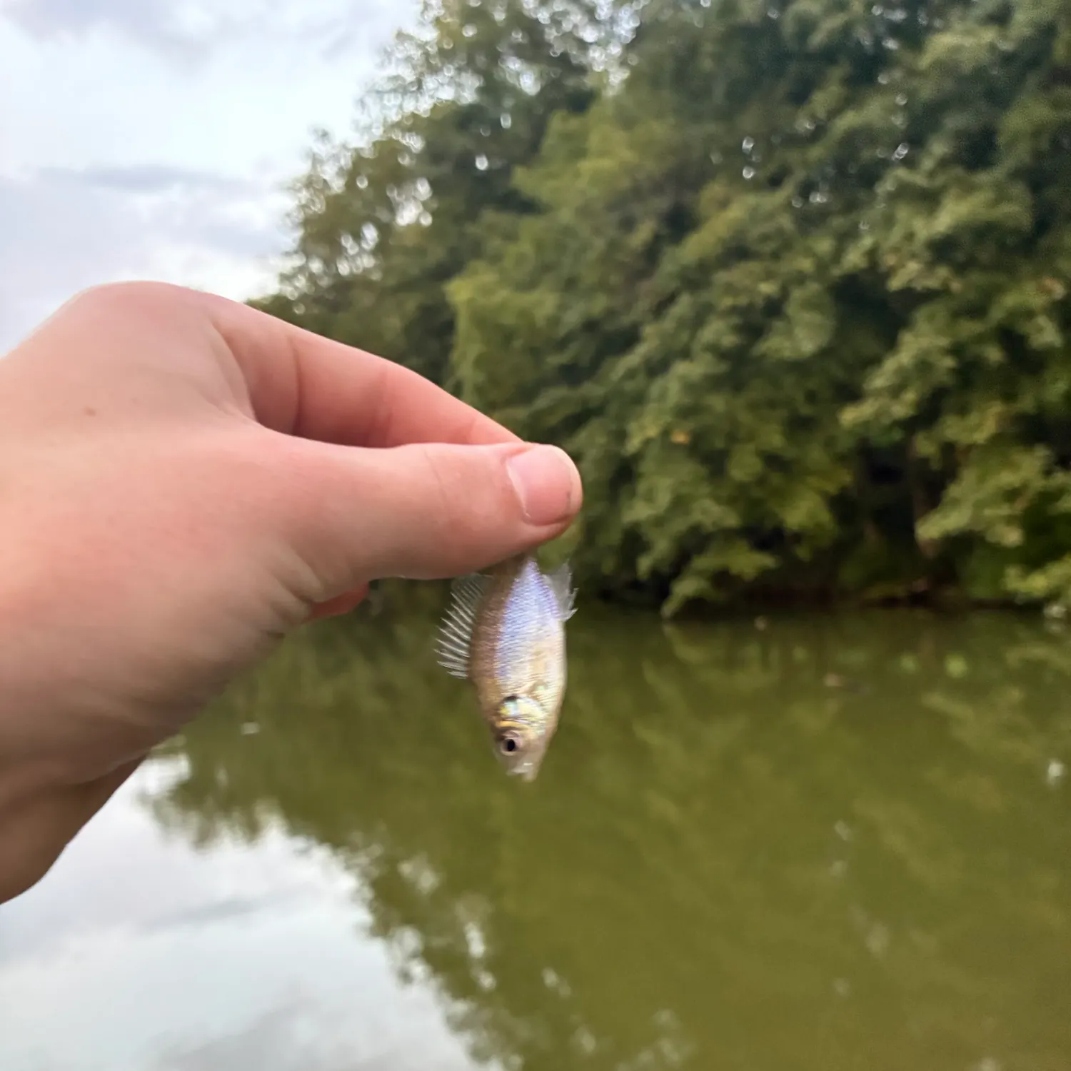 Bluegill caught on Fishbrain