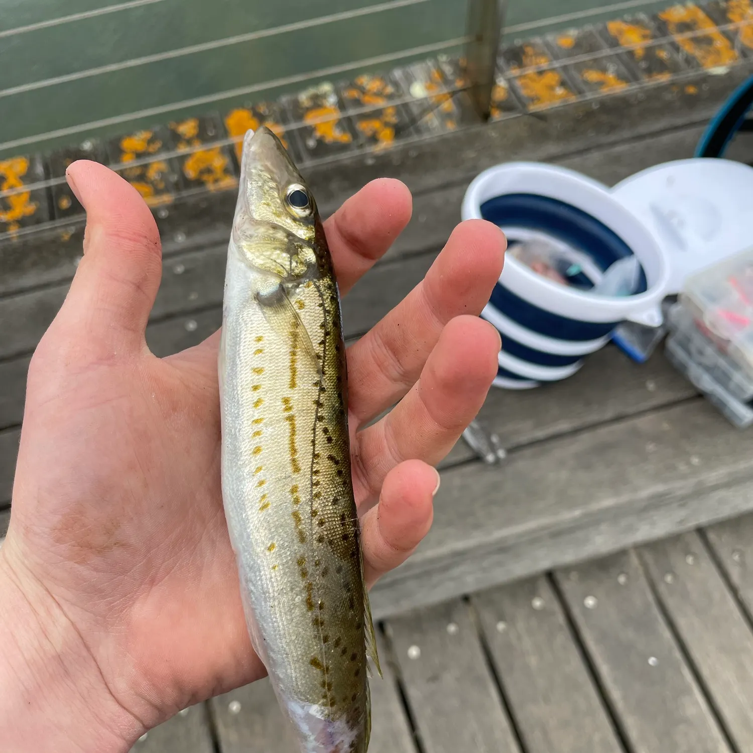 King George whiting caught on Fishbrain
