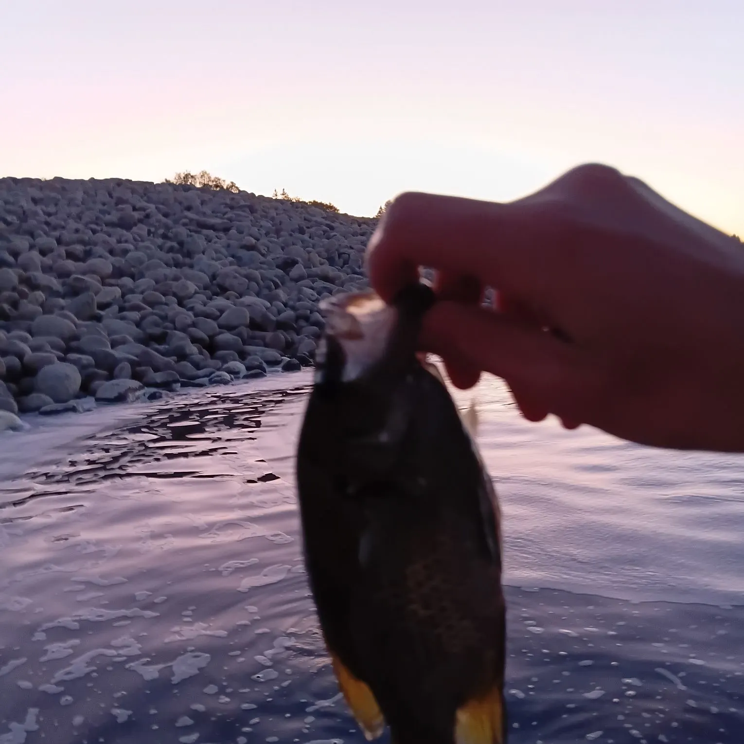 Rock bass caught on Fishbrain
