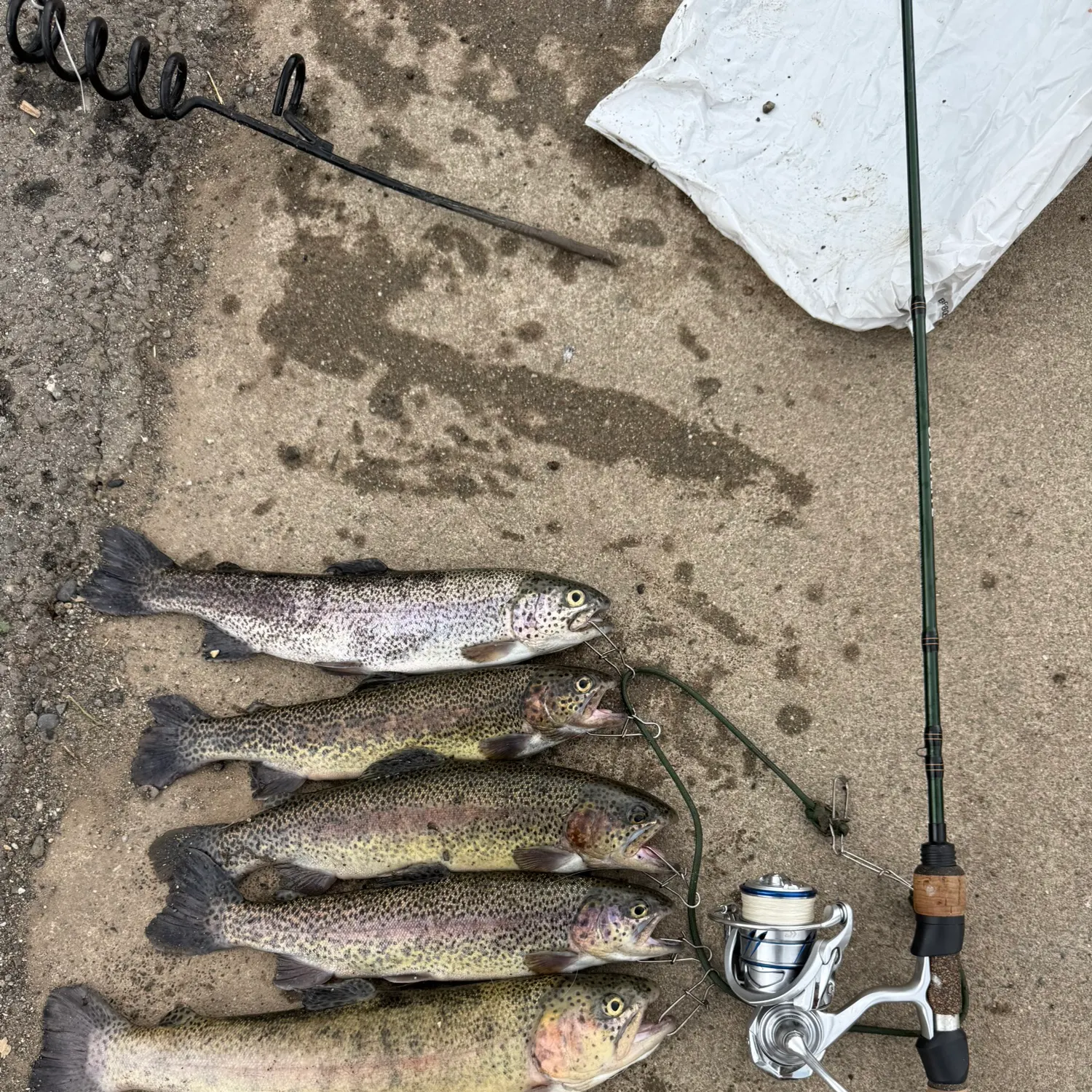 recently logged catches