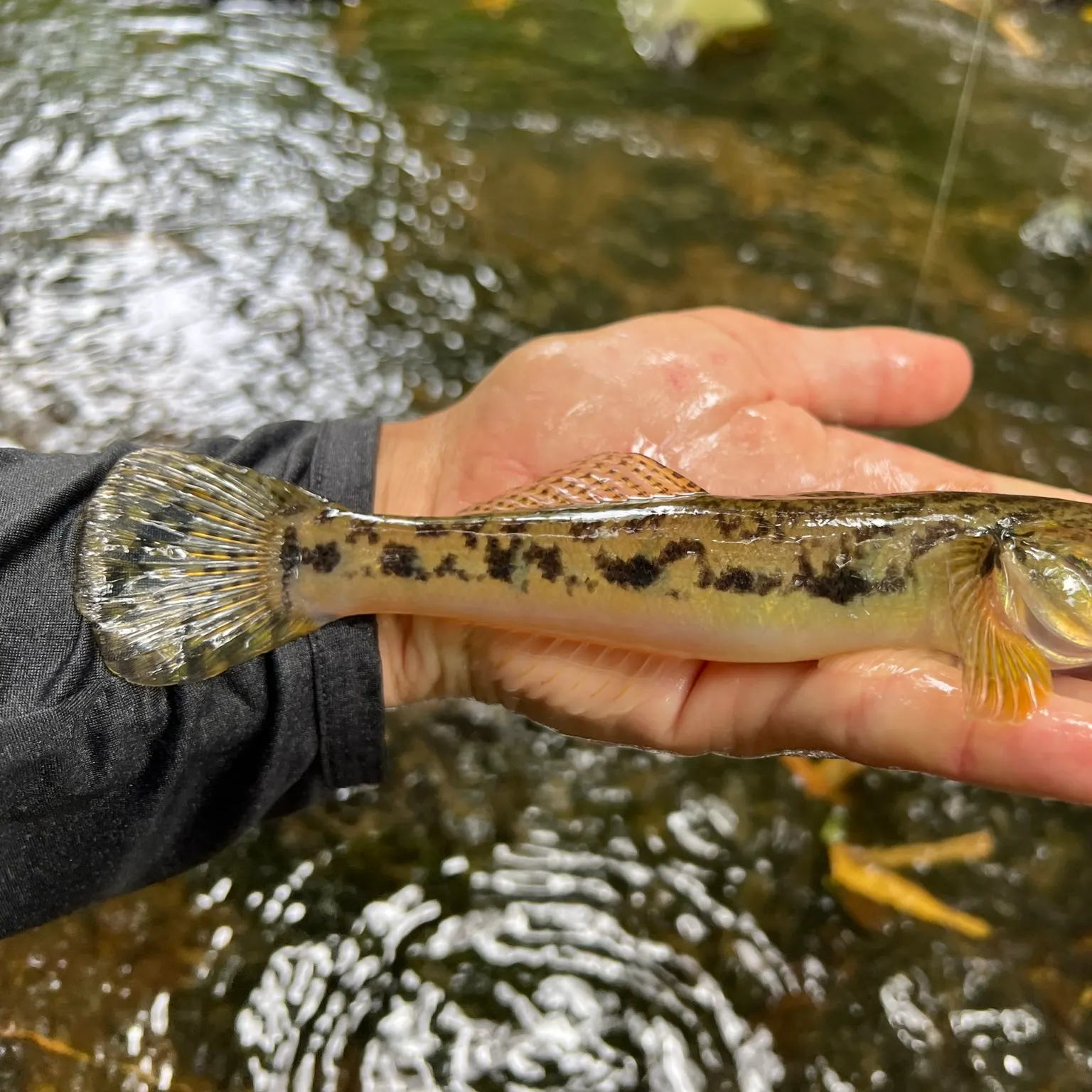The most recent River goby catches on Fishbrain