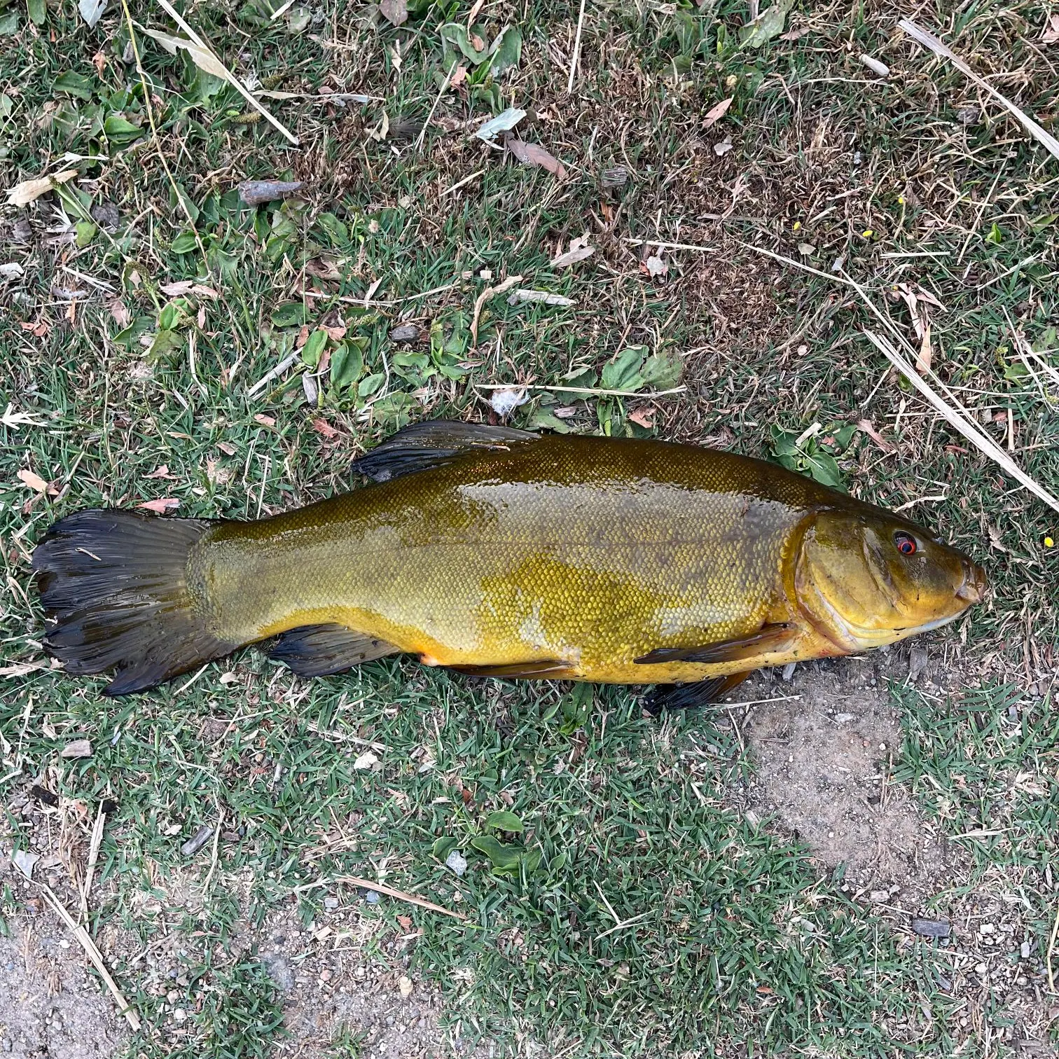 The most recent Tench catches on Fishbrain