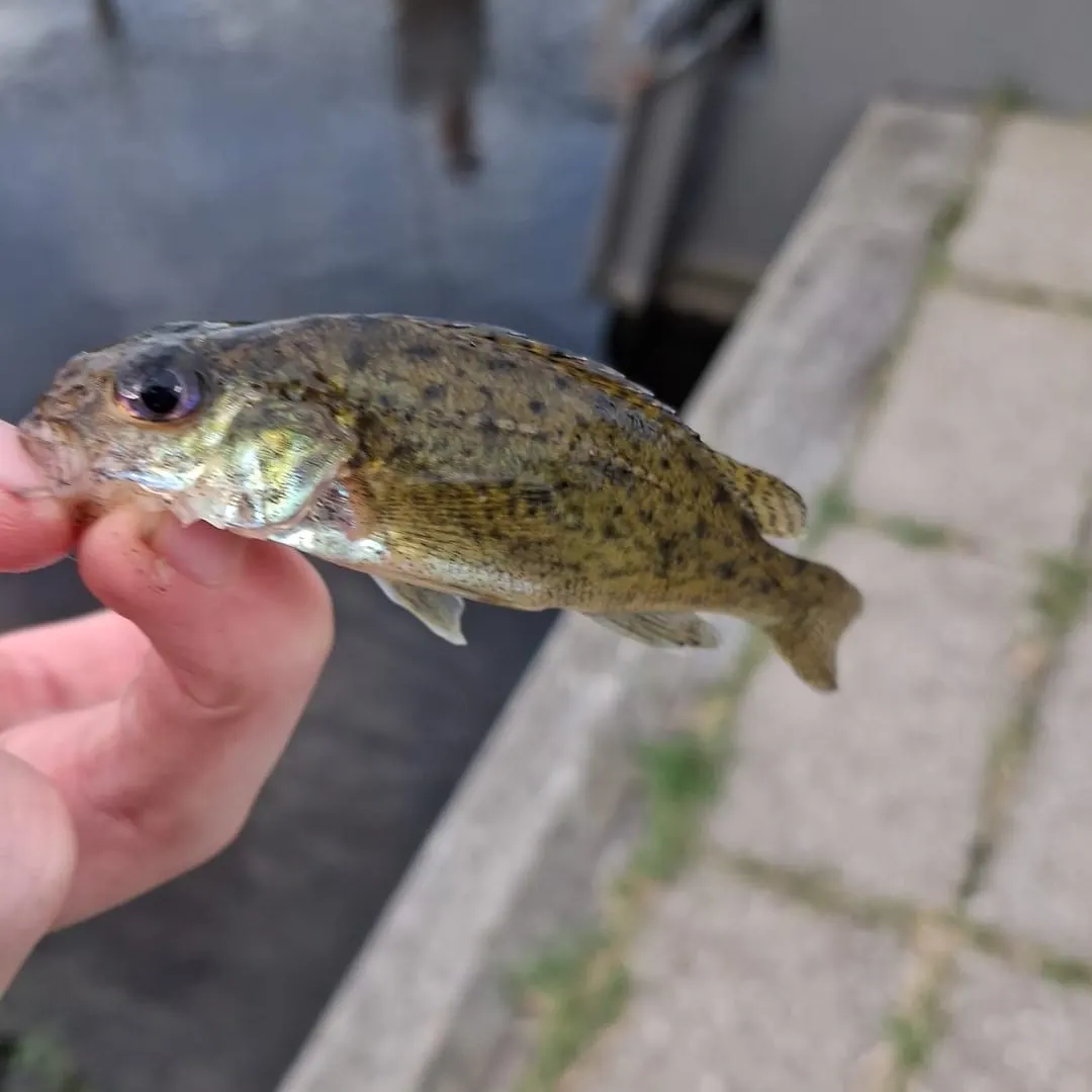 The most recent Eurasian ruffe catches on Fishbrain