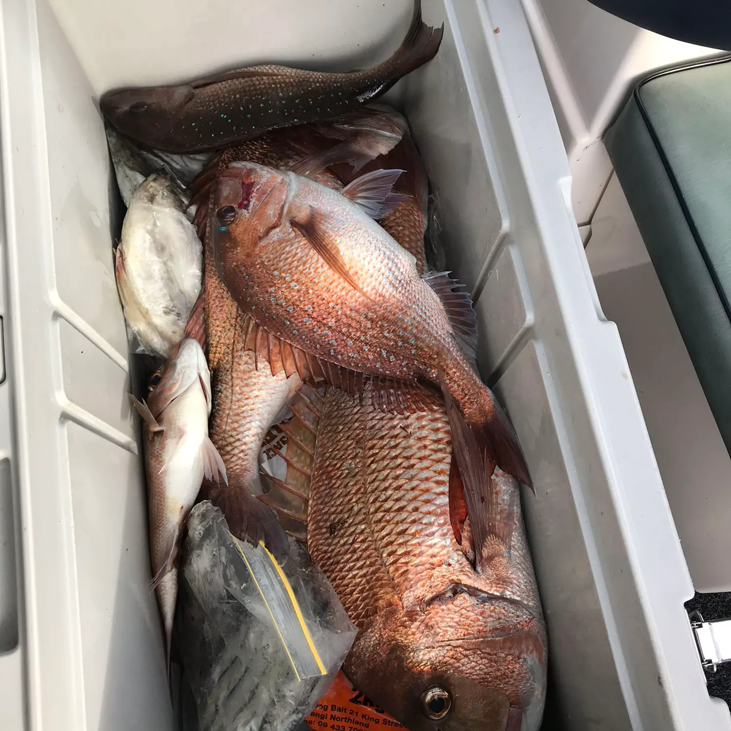 recently logged catches