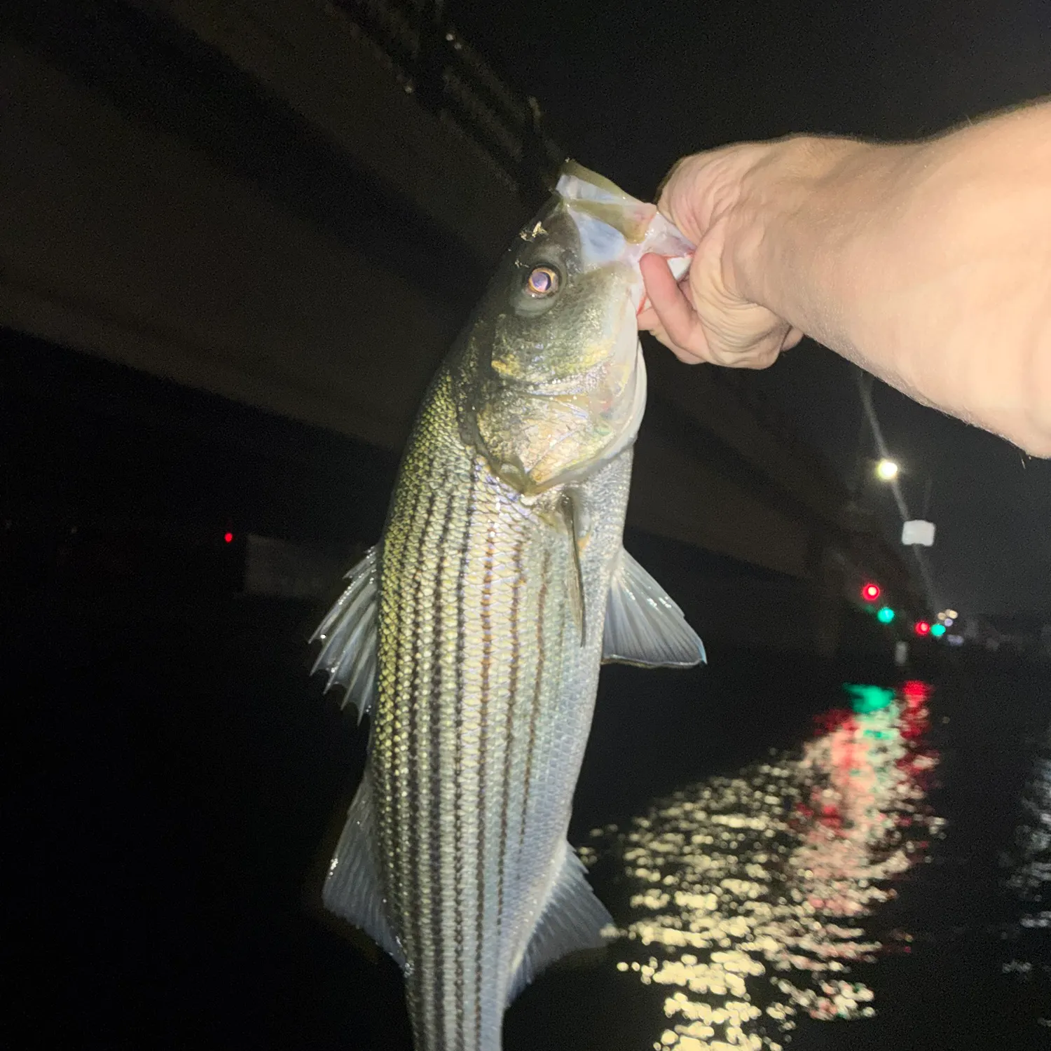 Striped bass caught on Fishbrain