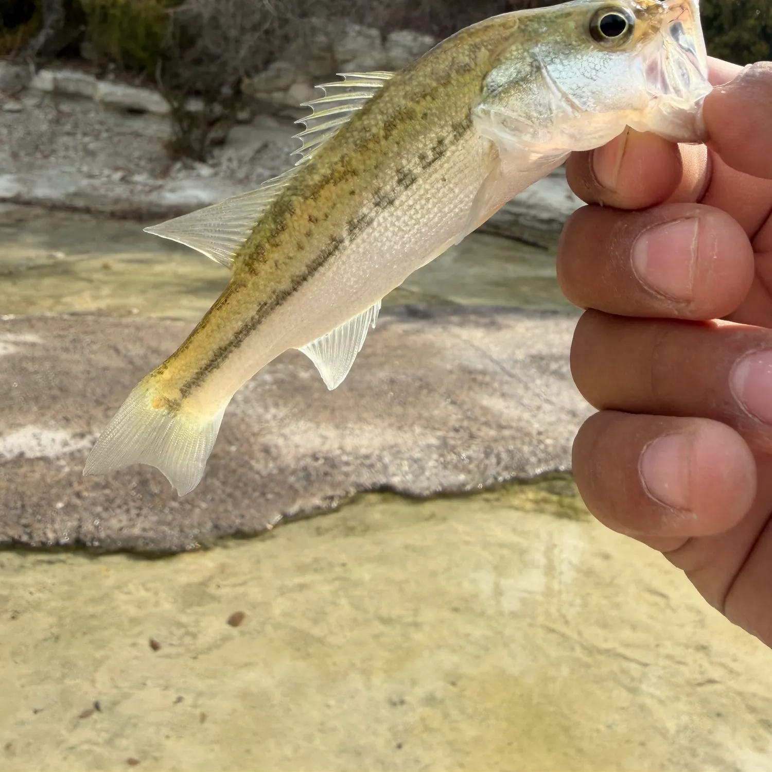 Spotted bass caught on Fishbrain