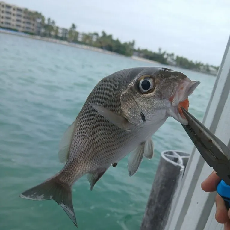 The most recent White margate catches on Fishbrain