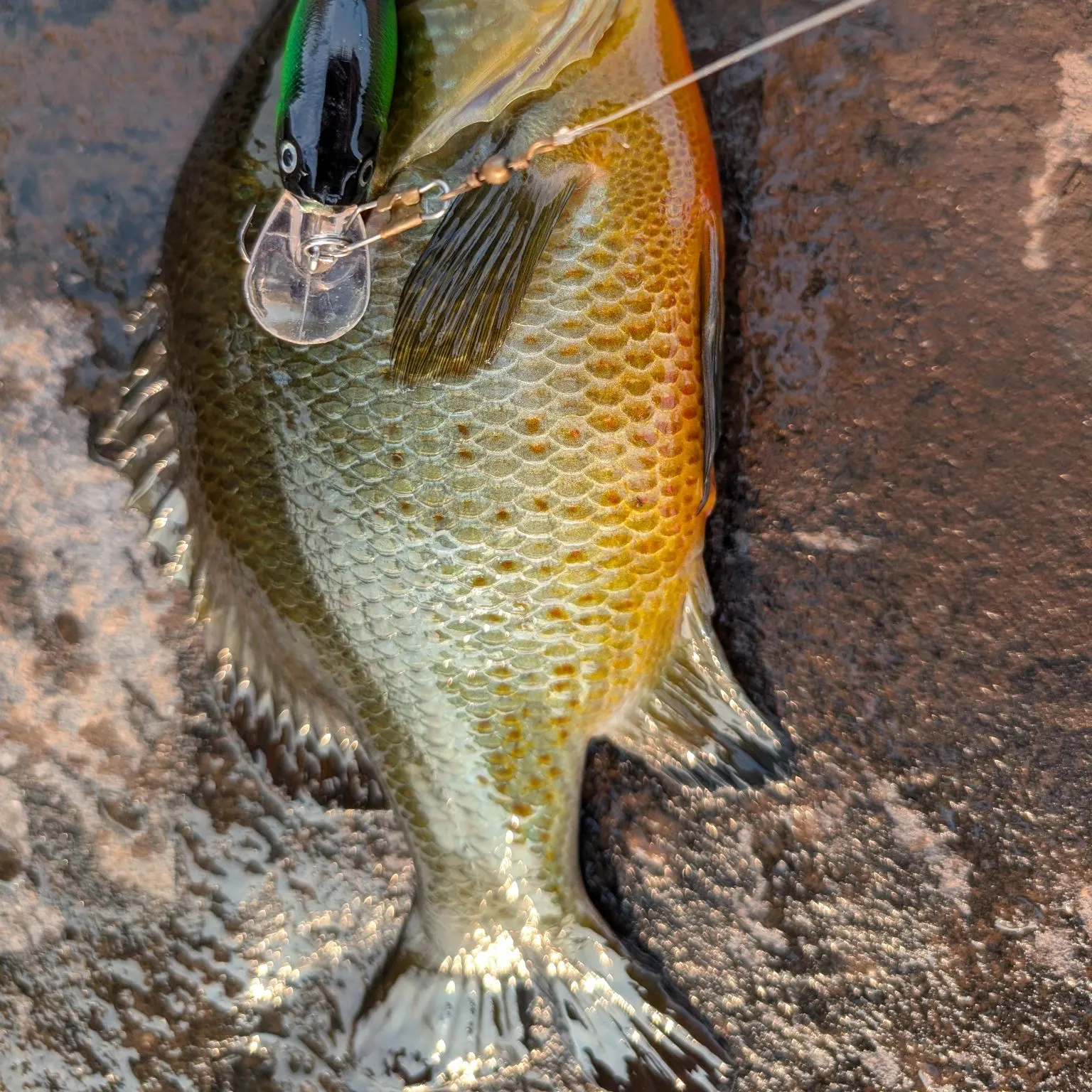 recently logged catches