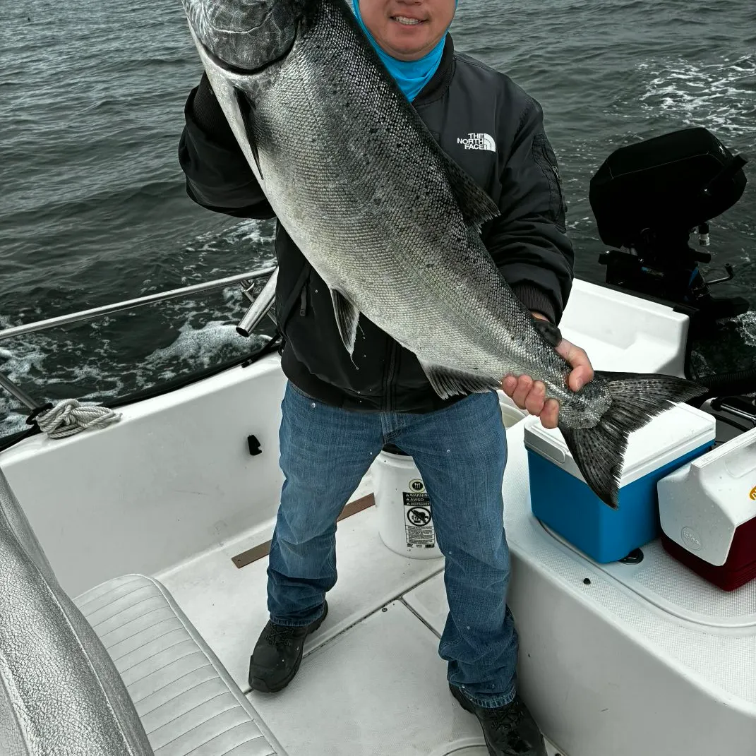 The most recent Chinook salmon catches on Fishbrain
