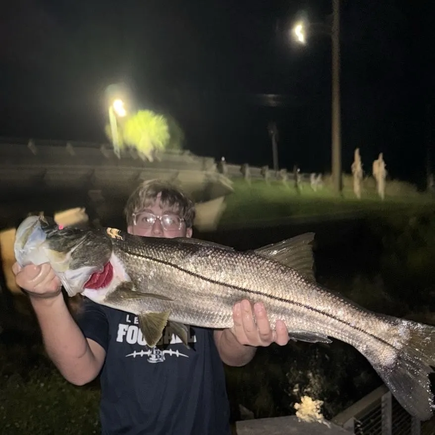 Common snook caught on Fishbrain