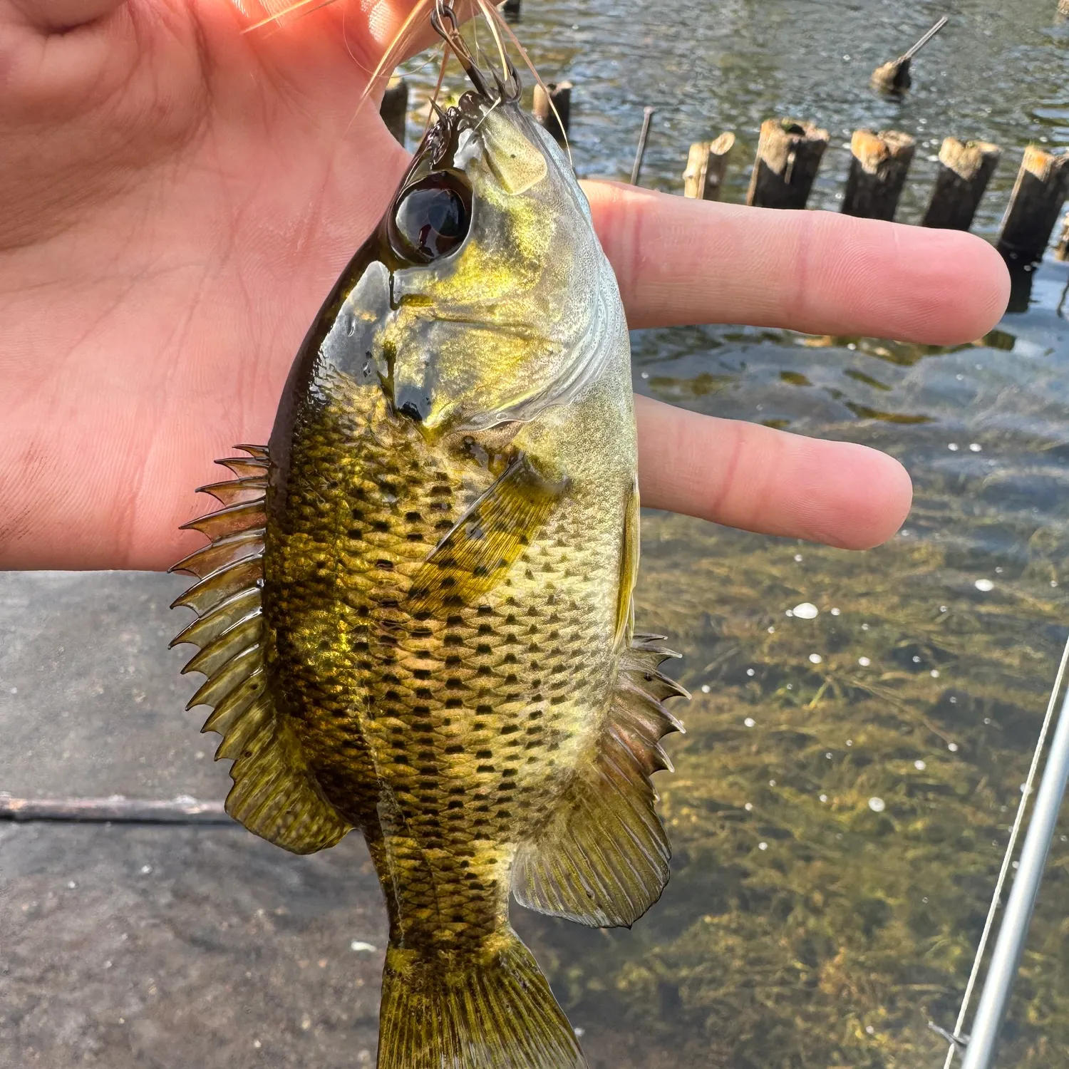 Rock bass caught on Fishbrain