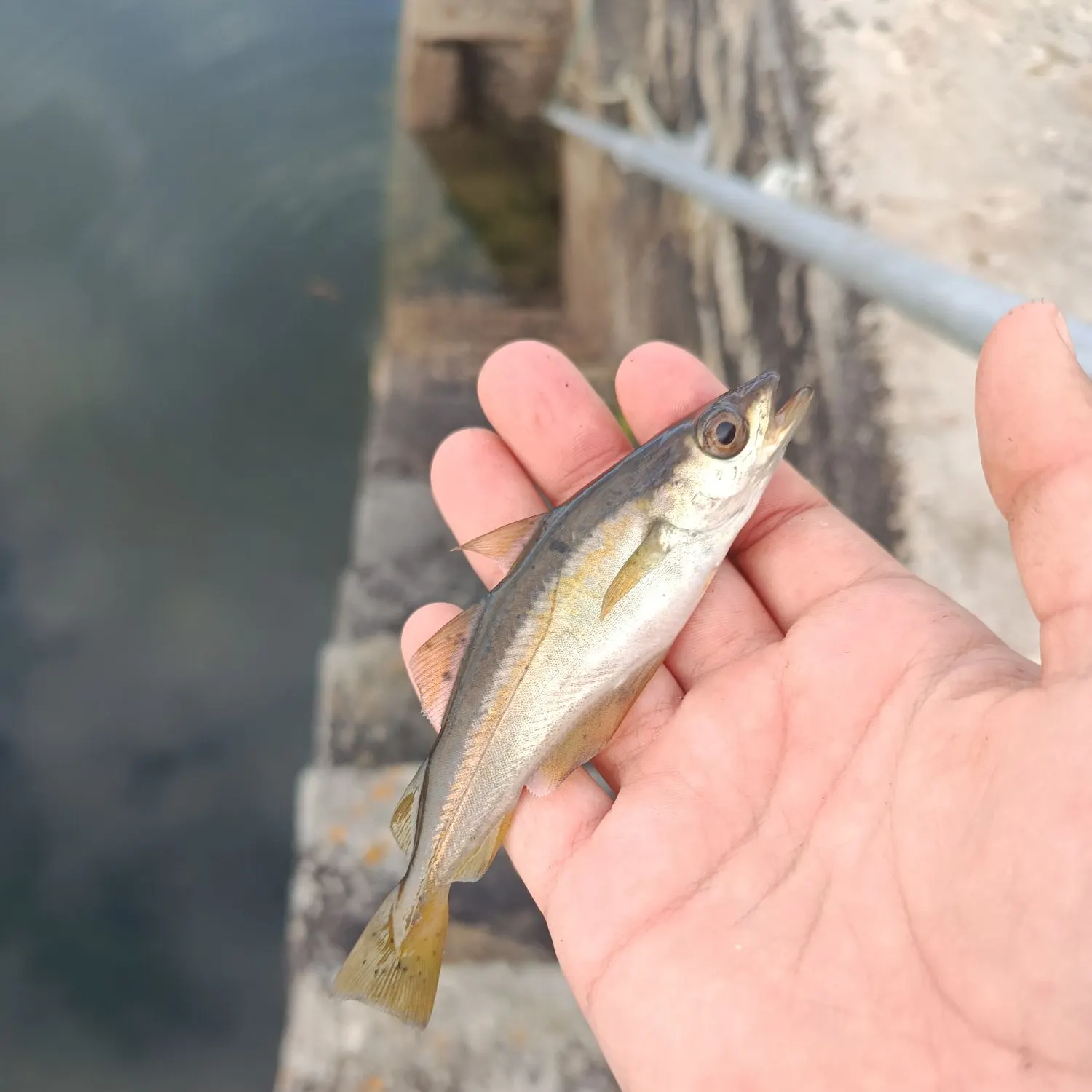 Pollack caught on Fishbrain