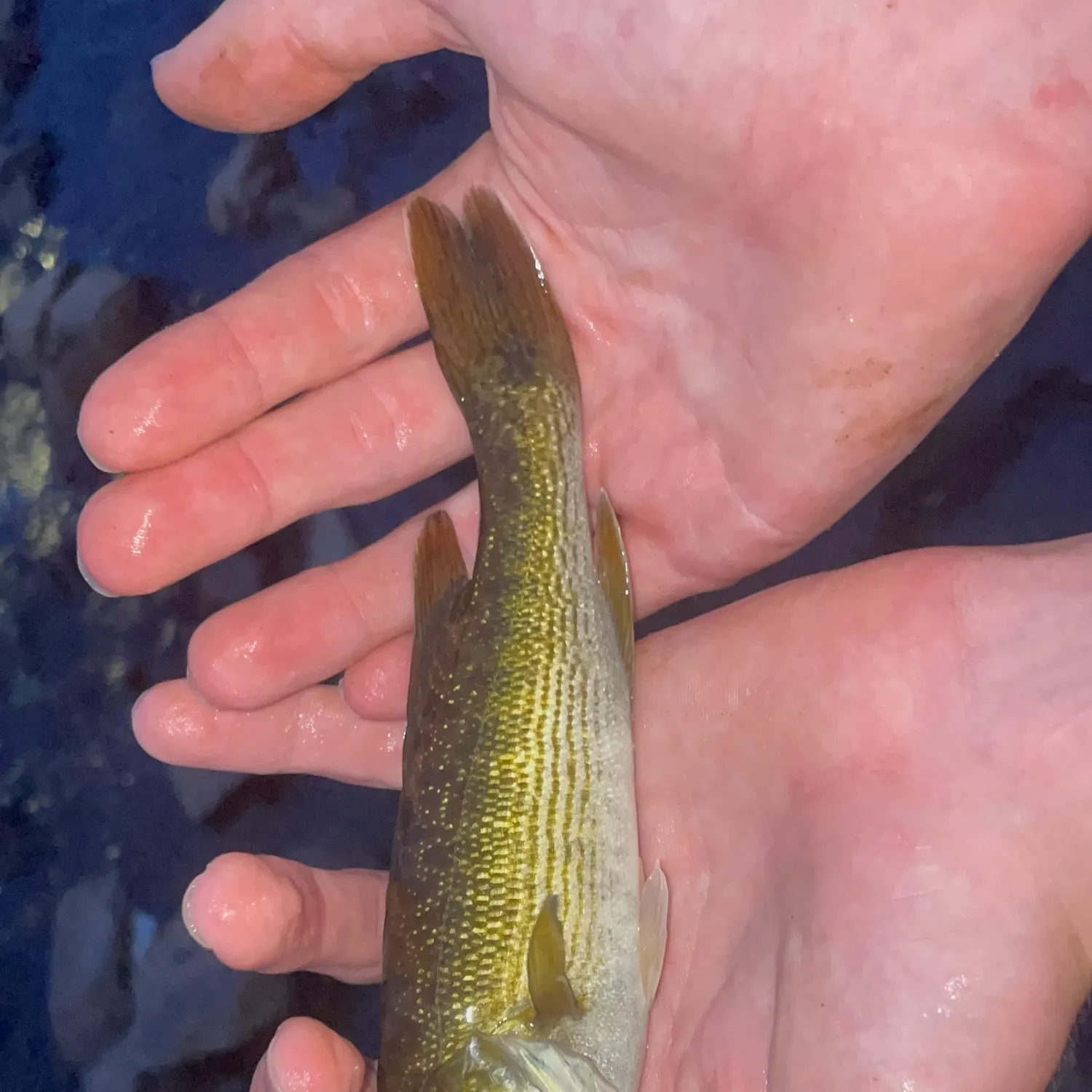 The most recent Tallapoosa bass catches on Fishbrain