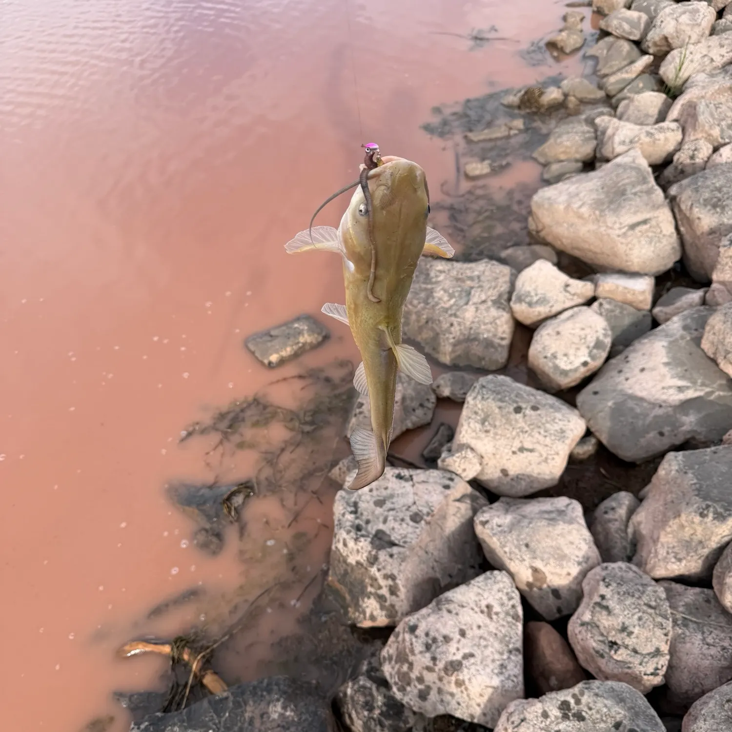 Channel catfish caught on Fishbrain
