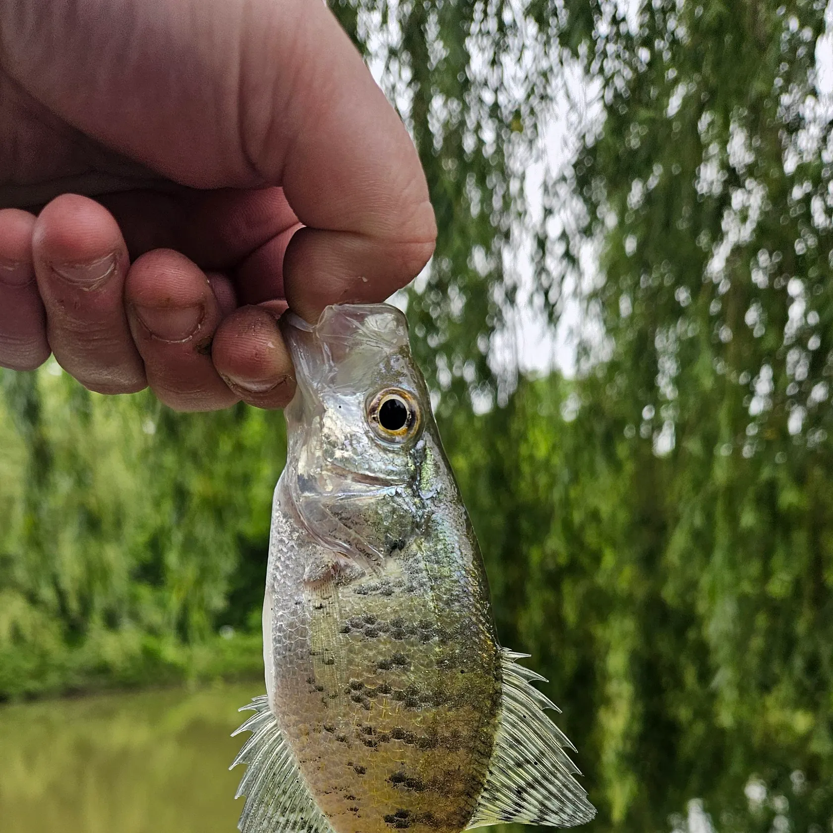 White crappie caught on Fishbrain