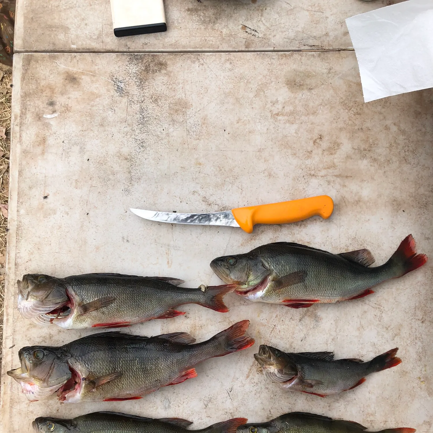 recently logged catches