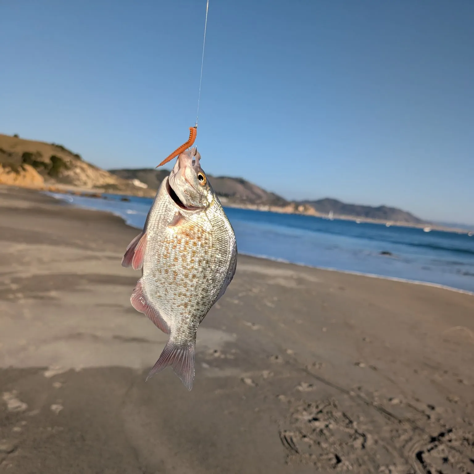 The most popular recent Temminck's surfperch catch on Fishbrain