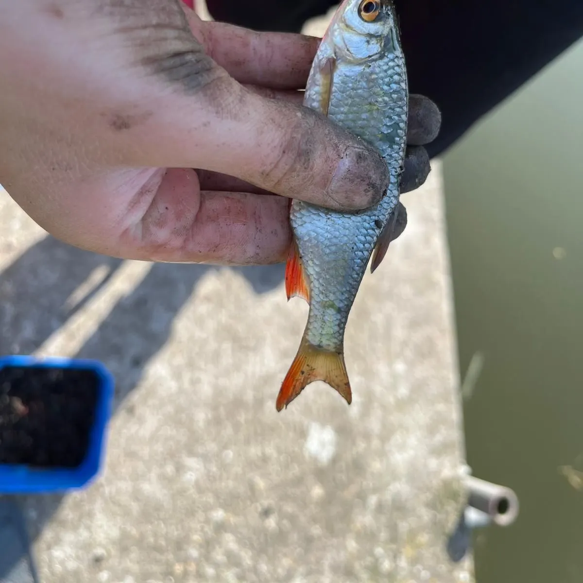 Common roach caught on Fishbrain