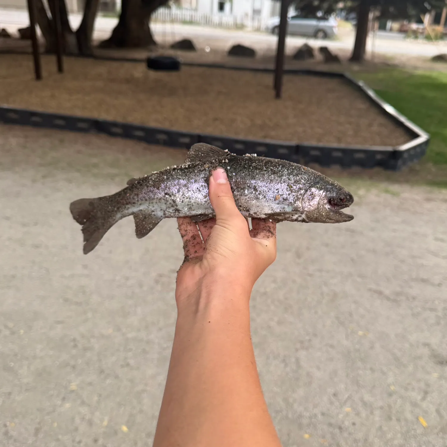 Rainbow trout caught on Fishbrain