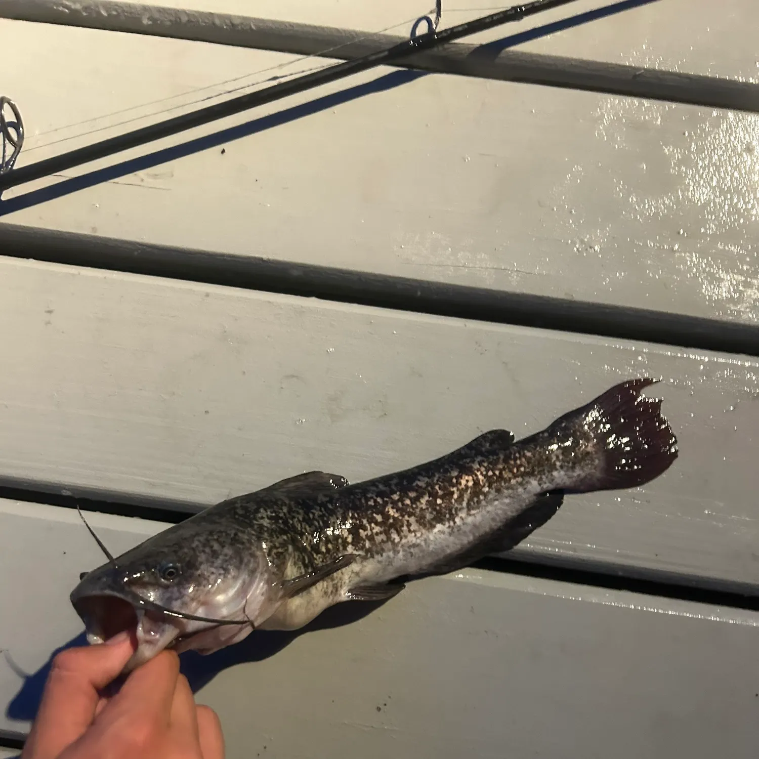 Brown bullhead caught on Fishbrain
