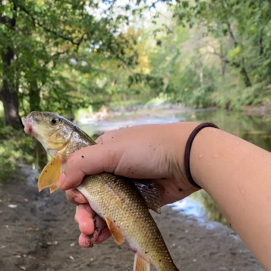 The most recent White sucker catches on Fishbrain