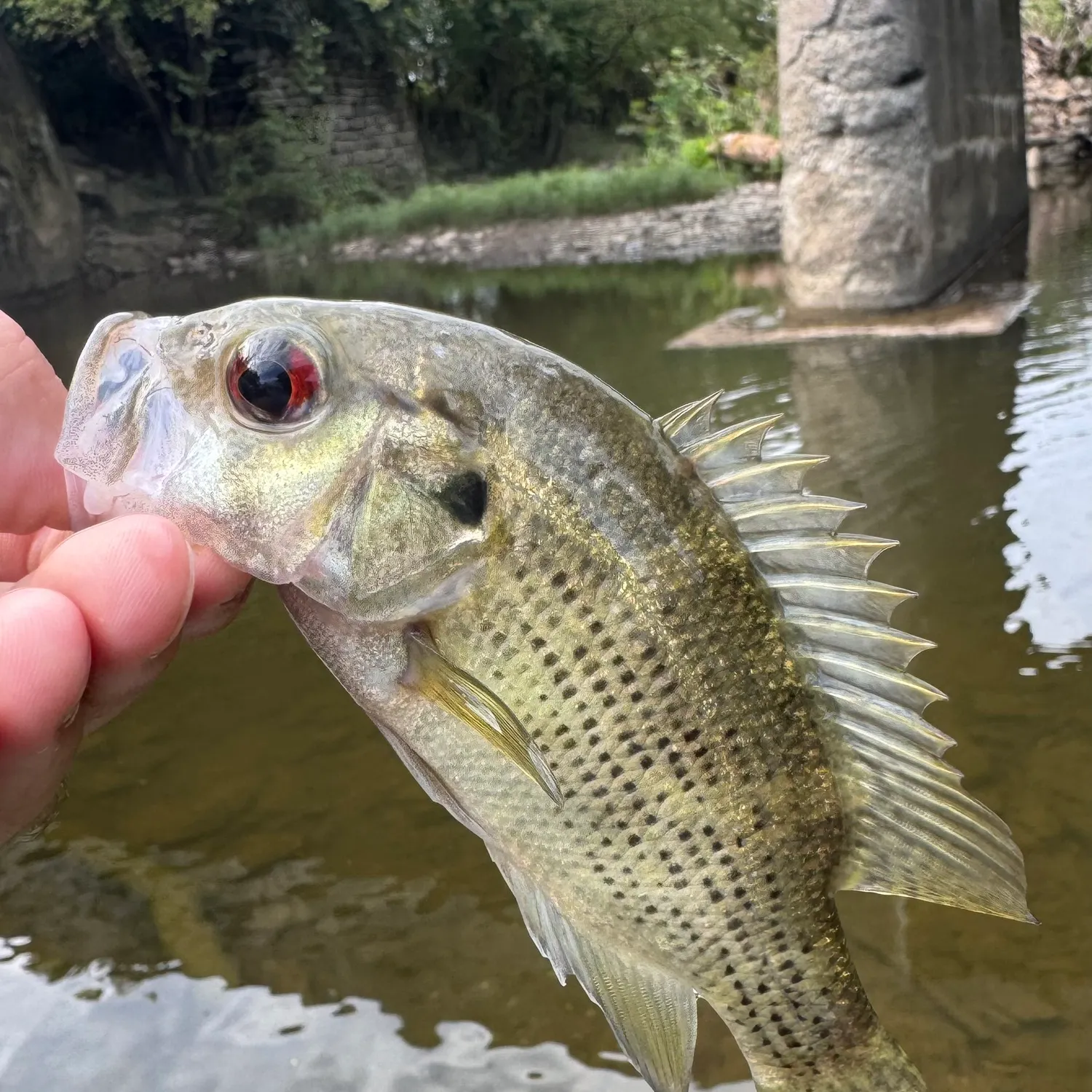 Rock bass caught on Fishbrain