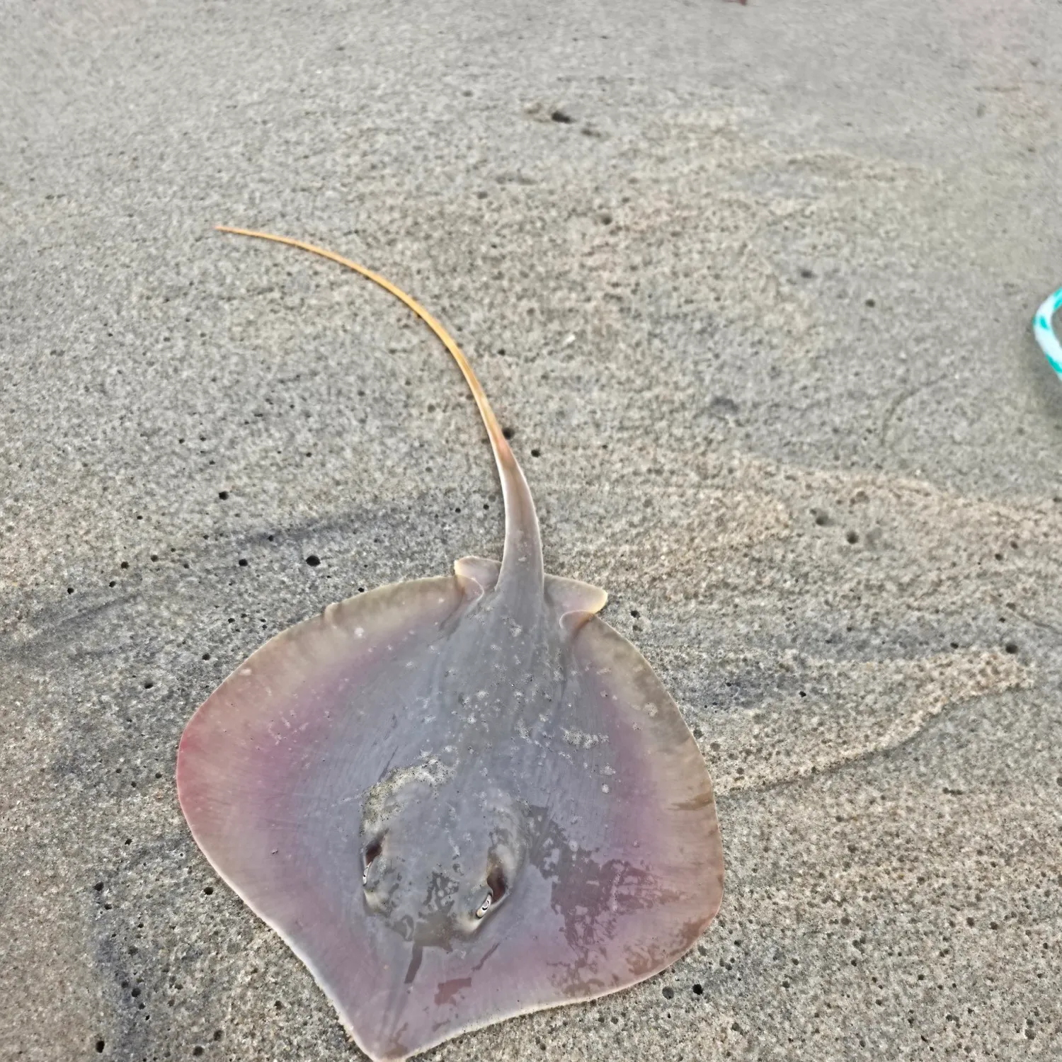 Atlantic stingray caught on Fishbrain