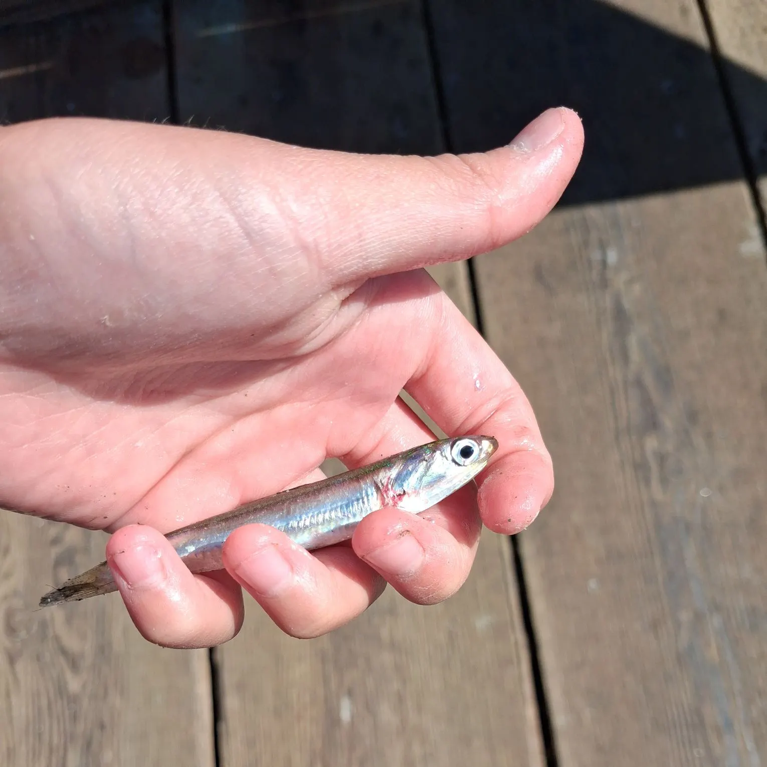 Northern anchovy caught on Fishbrain