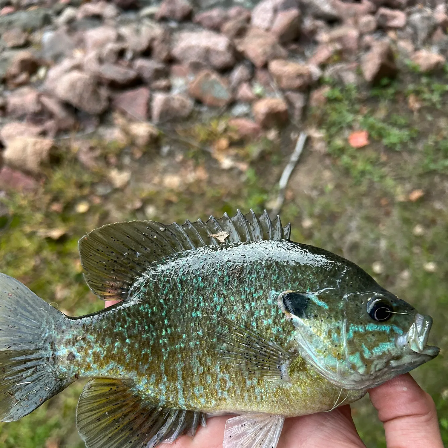 Greengill hybrid caught on Fishbrain