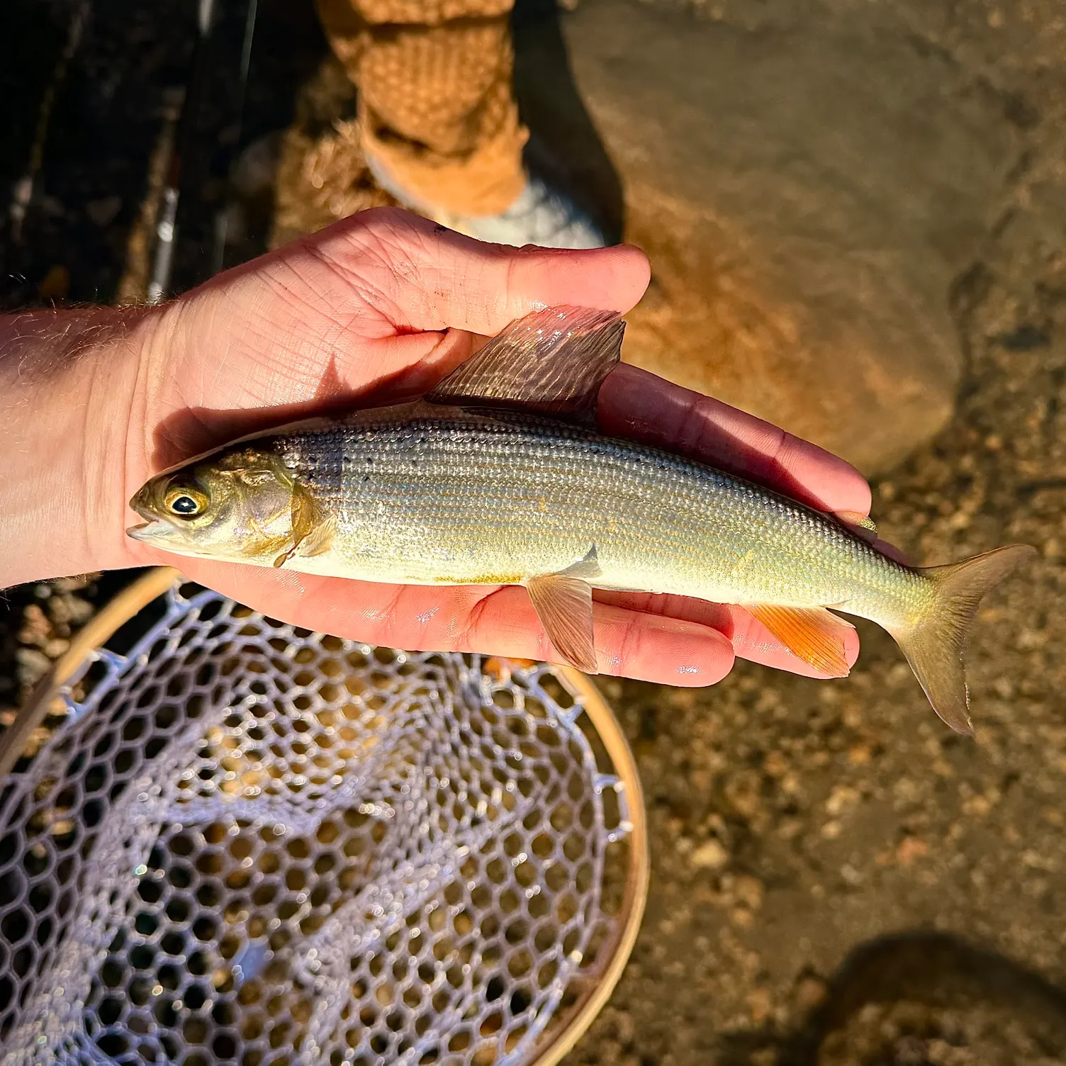 The most recent Arctic grayling catches on Fishbrain